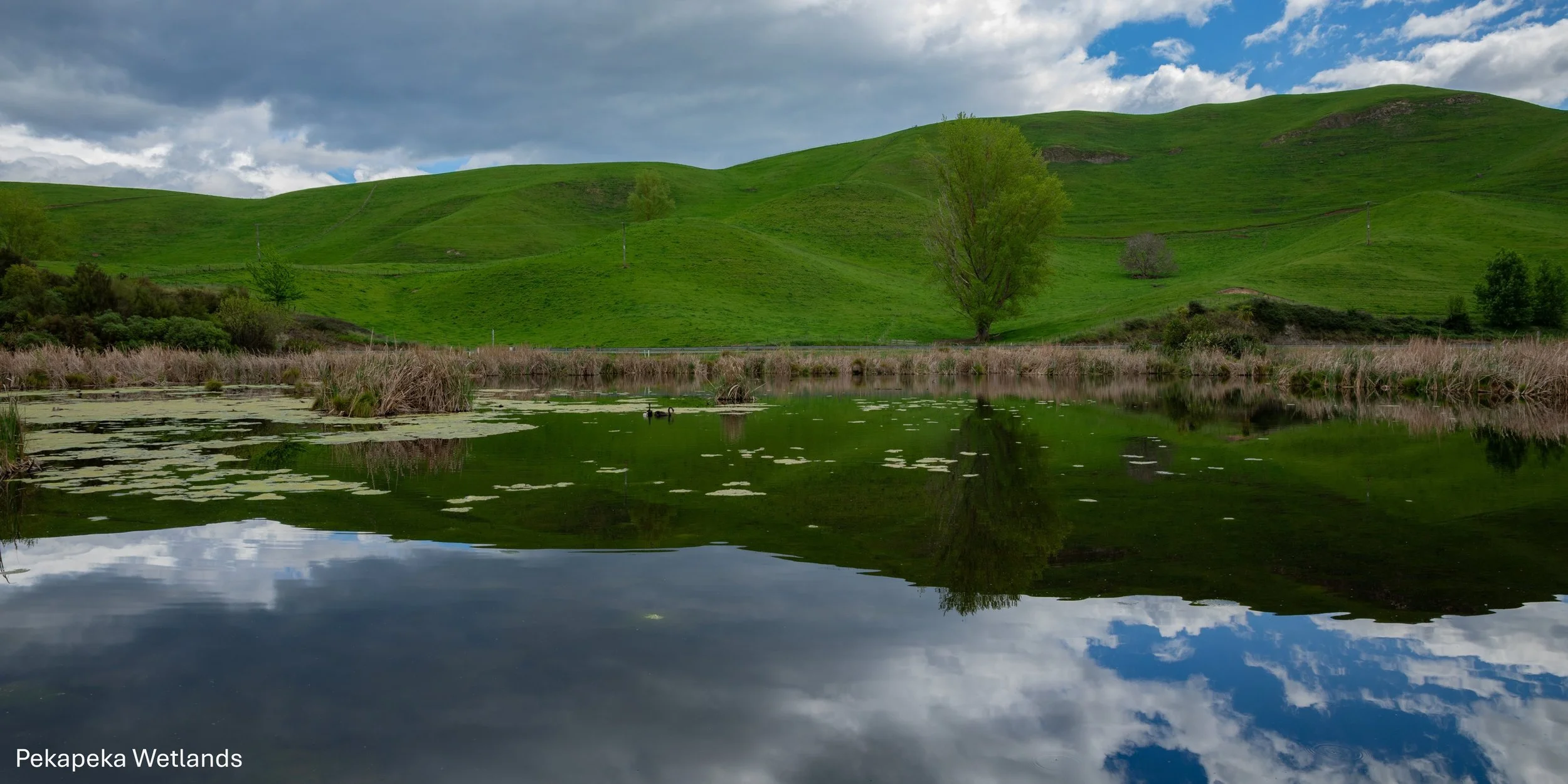 Hawkes Bay,Pekapeka Wetlands,-1825.jpg