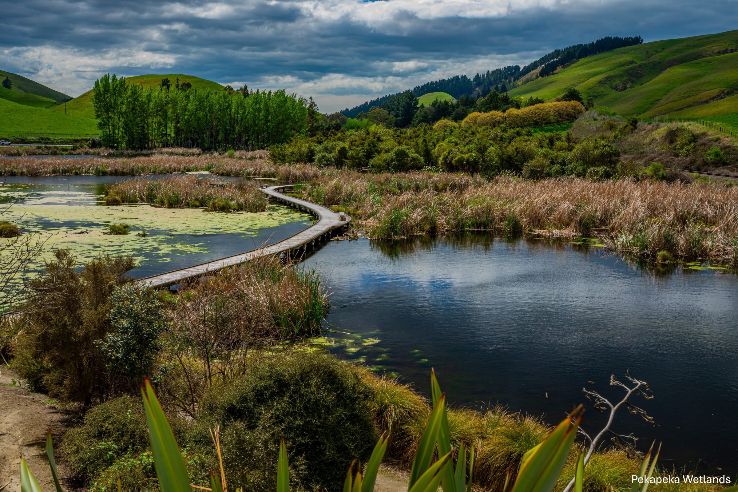 Hawkes Bay,Pekapeka Wetlands,-1829.jpg