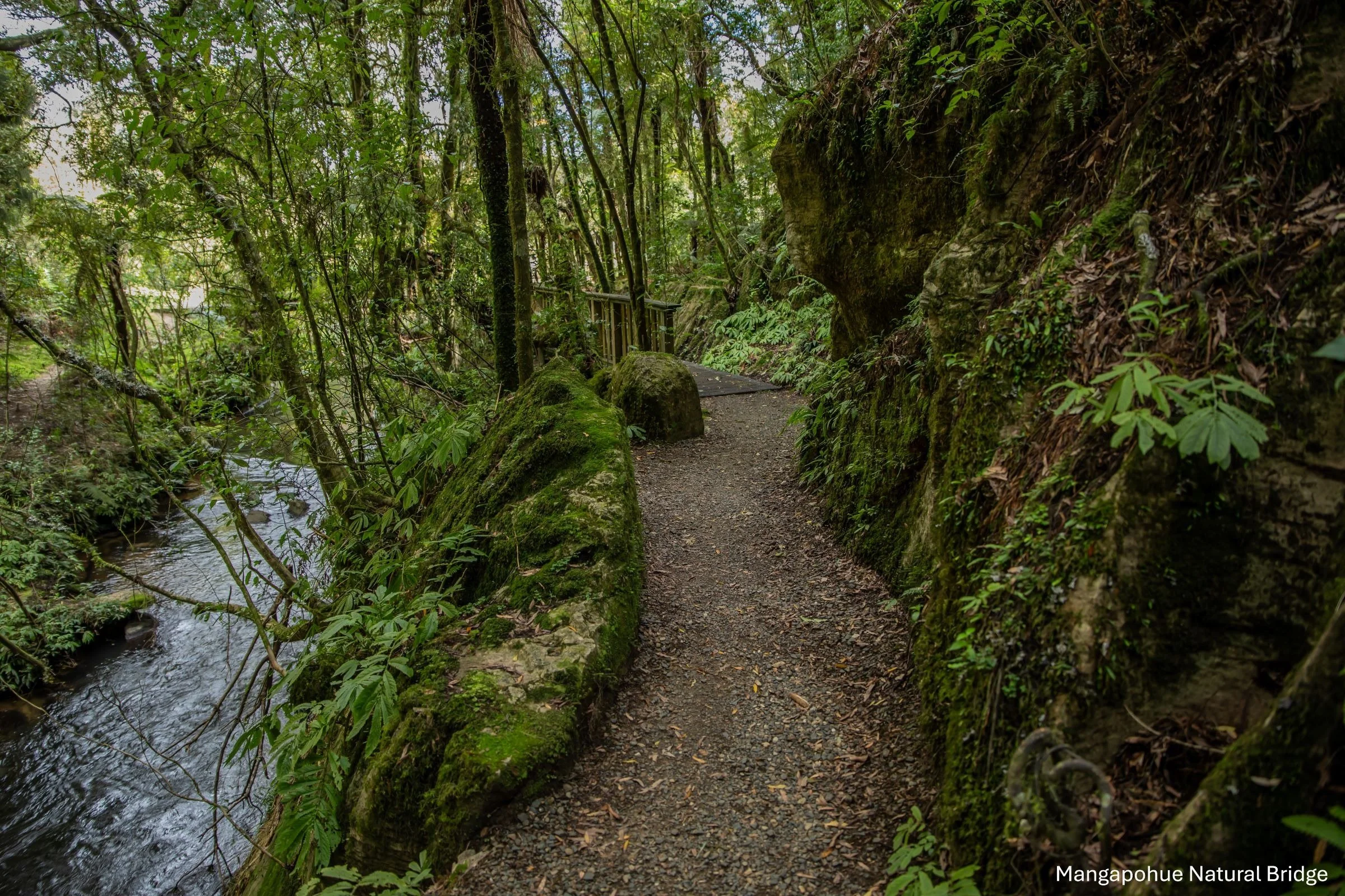 Mangapohue Natural Bridge,-5174.jpg