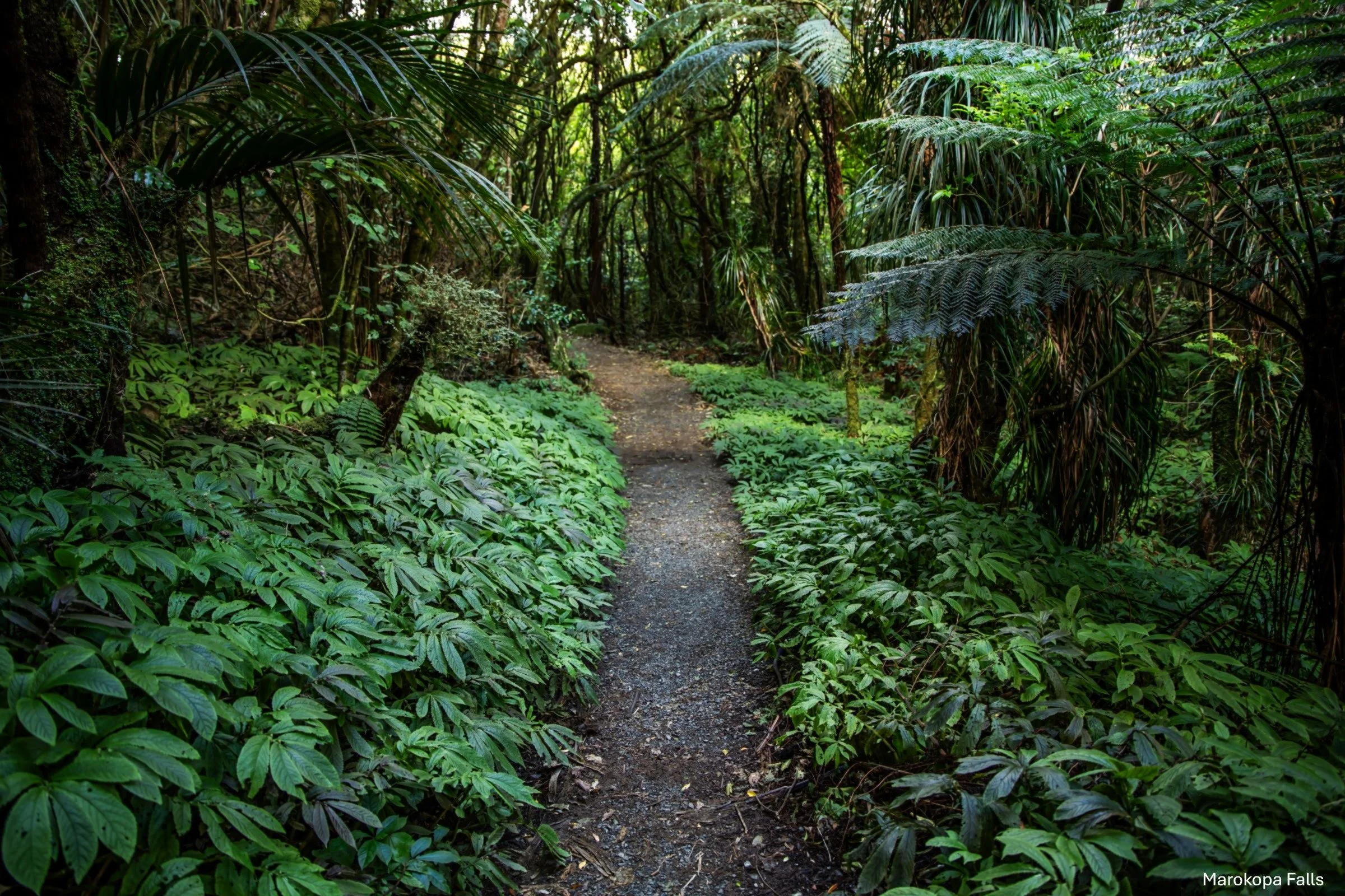 Marokopa Falls,-5187.jpg