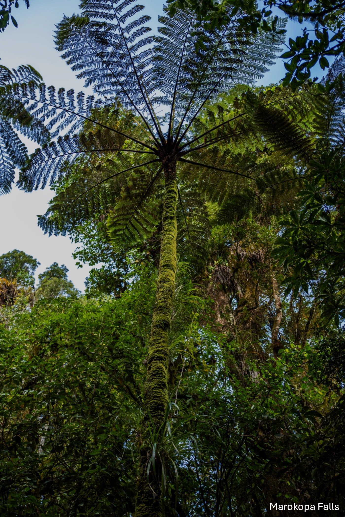 Marokopa Falls,-5189.jpg