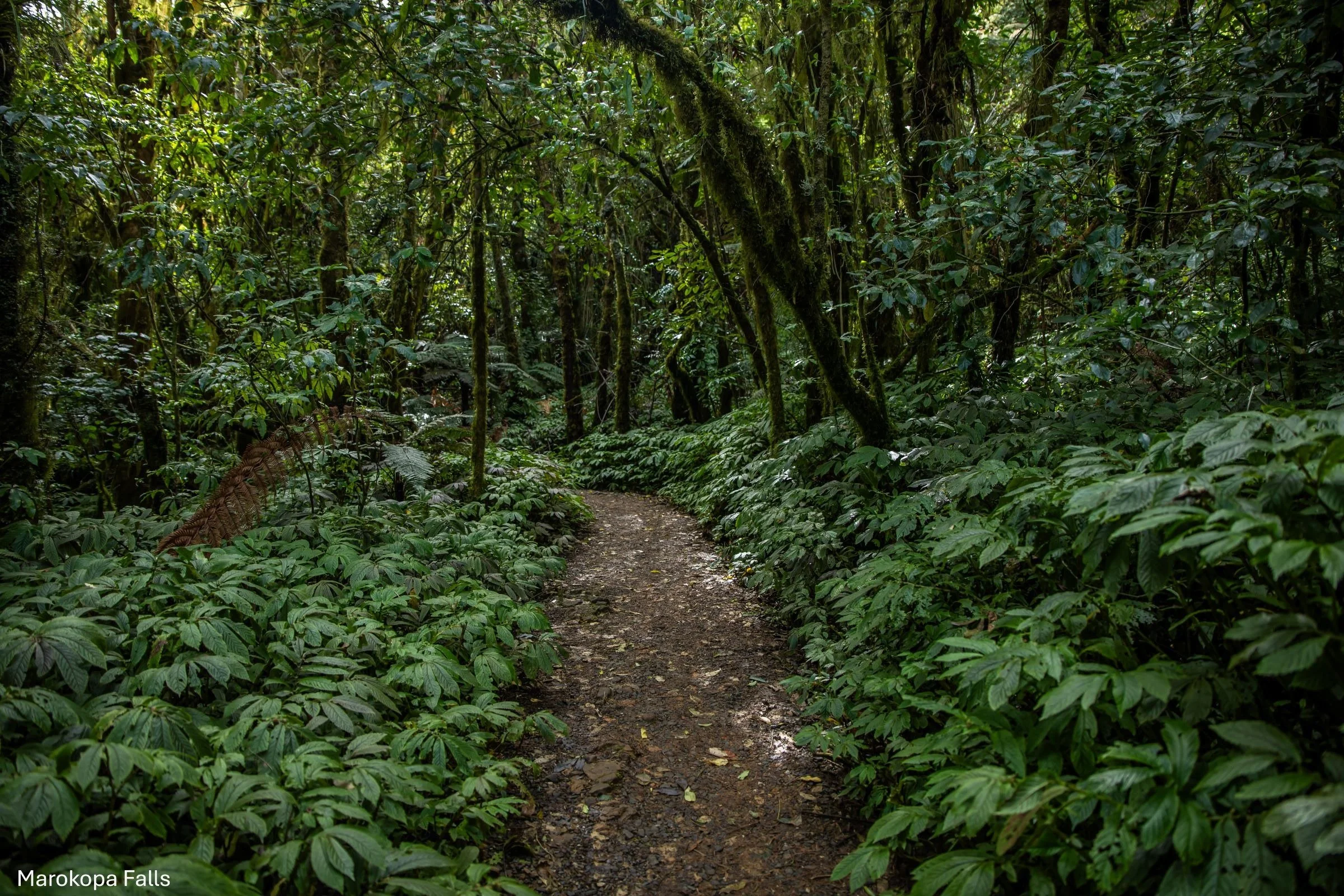 Marokopa Falls,-5200.jpg