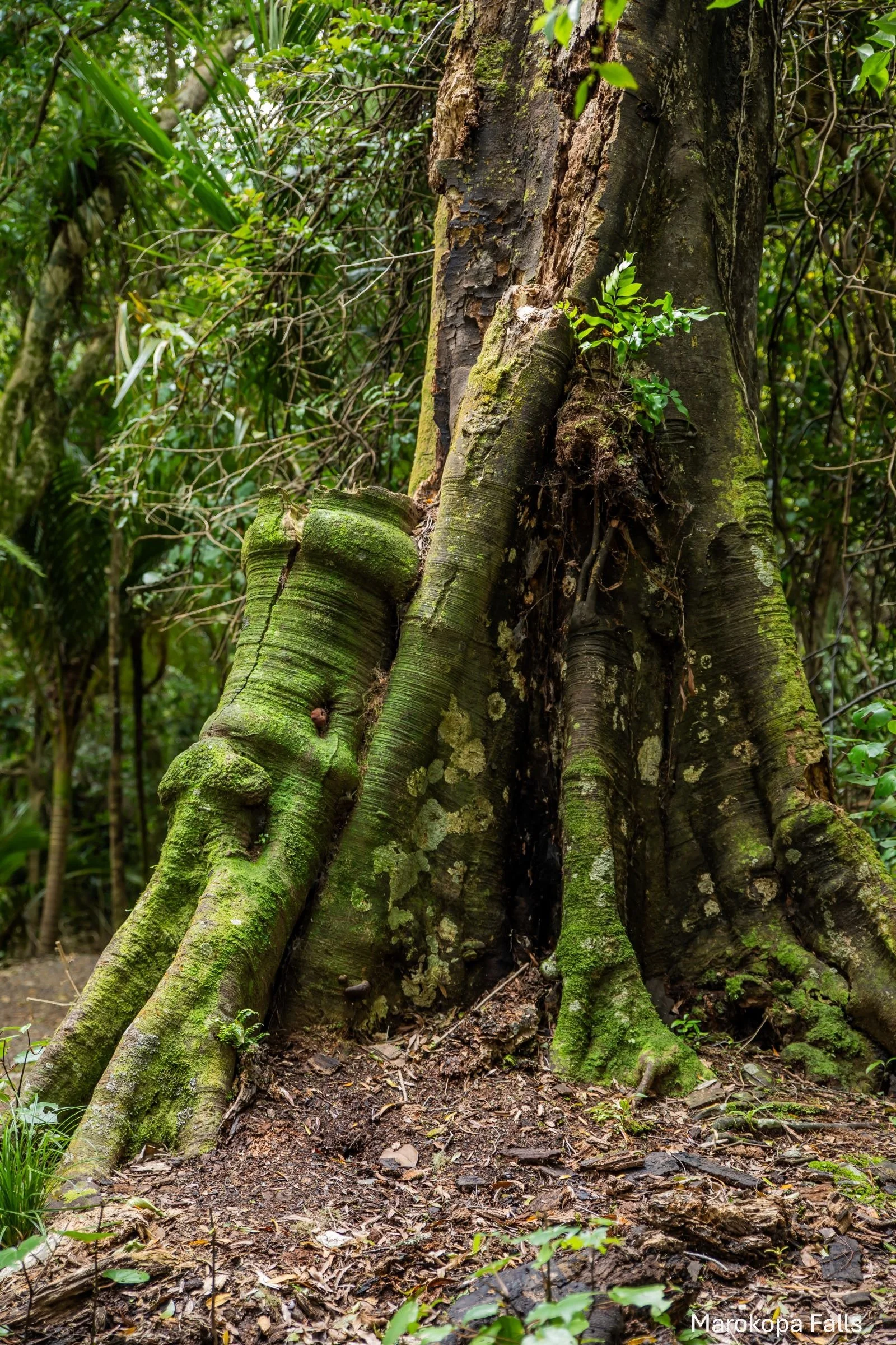 Marokopa Falls,-5203.jpg