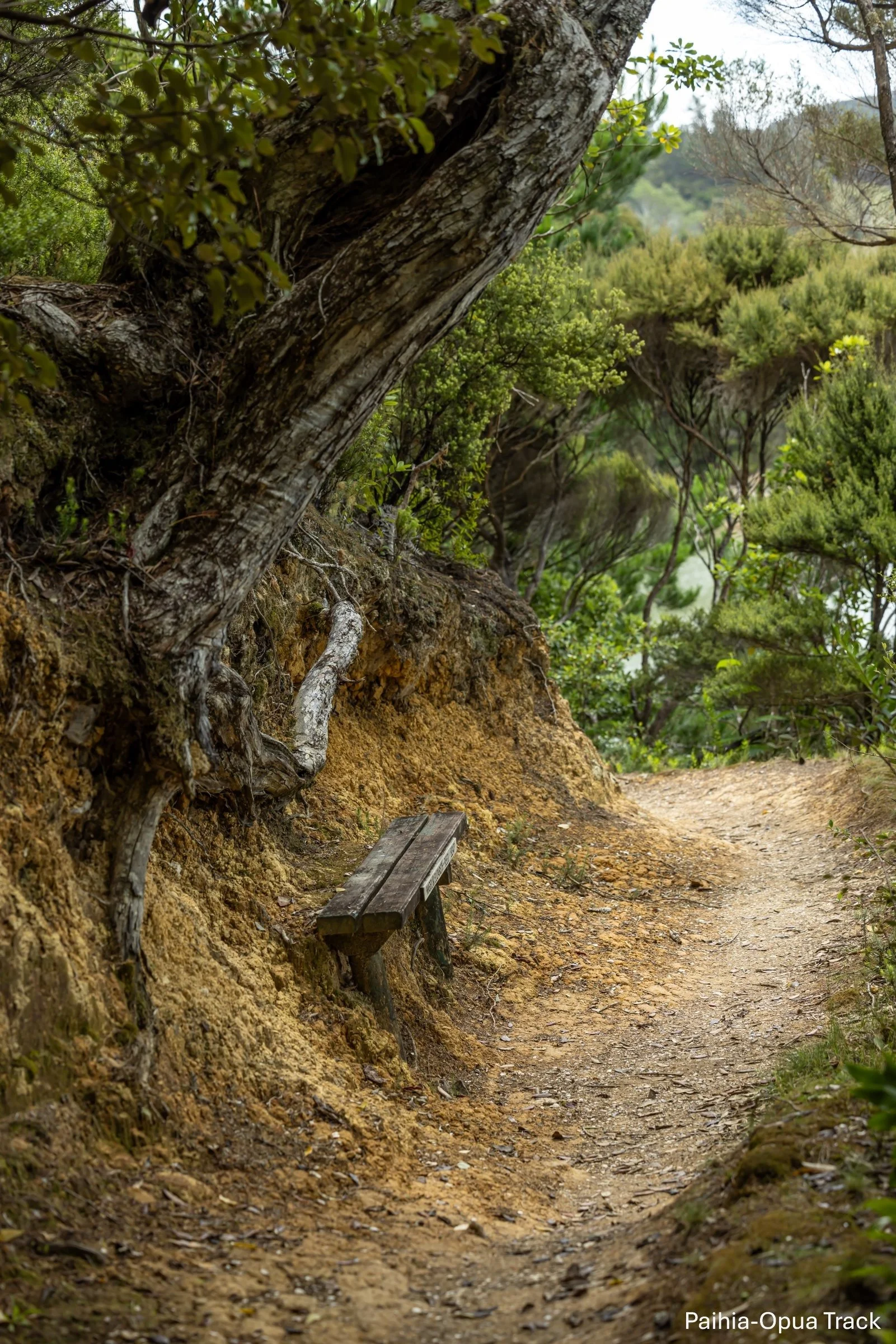 Paihia- Opua track,BOI,-5787.jpg