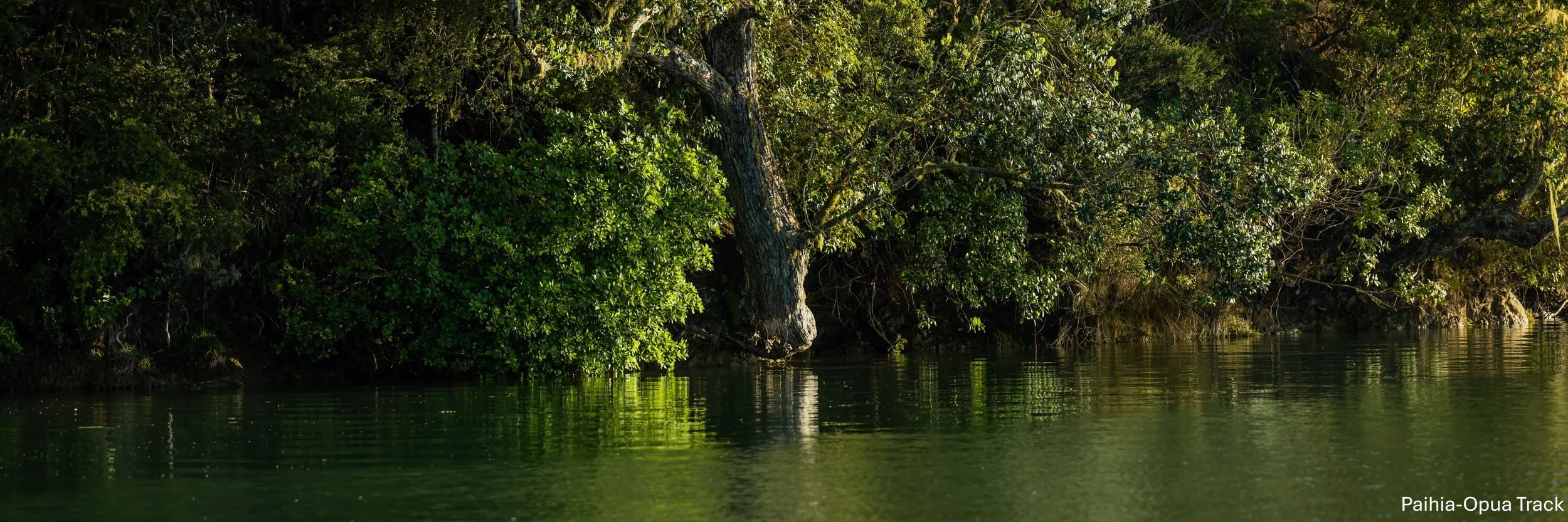 Paihia- Opua track,BOI,-5809.jpg