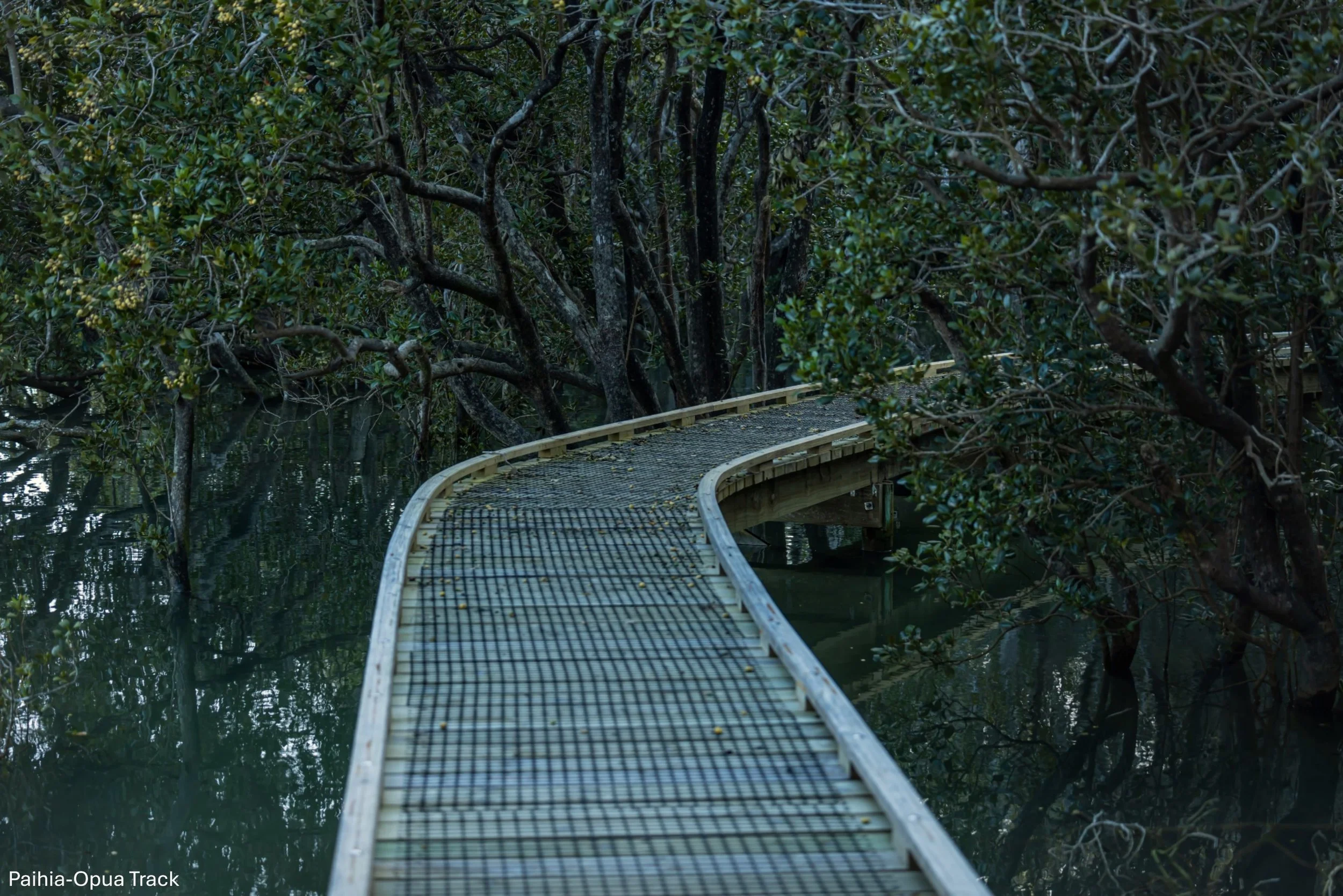 Paihia- Opua track,BOI,-5830.jpg