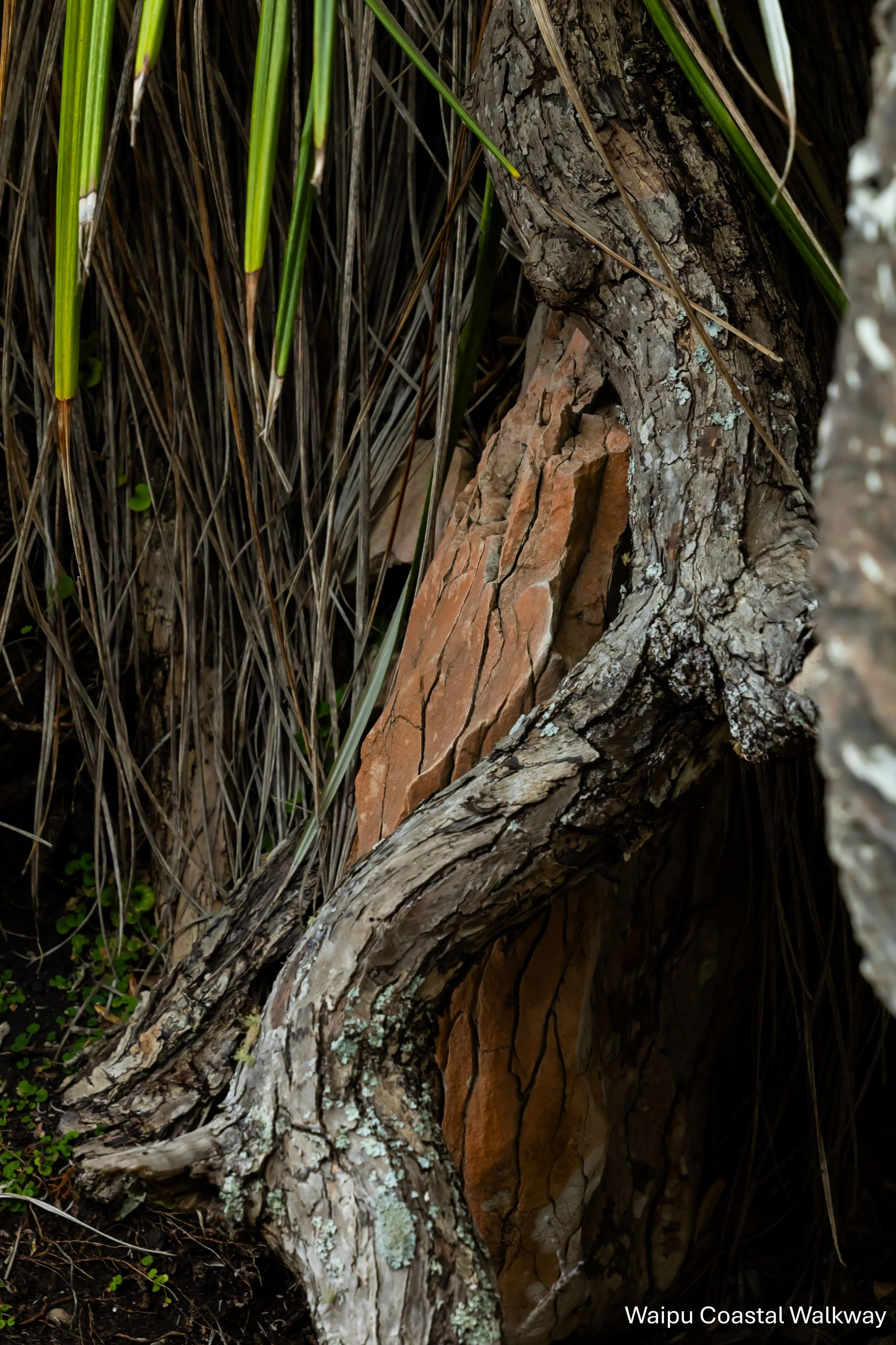 Waipu Coastal Walkway,-5031.jpg