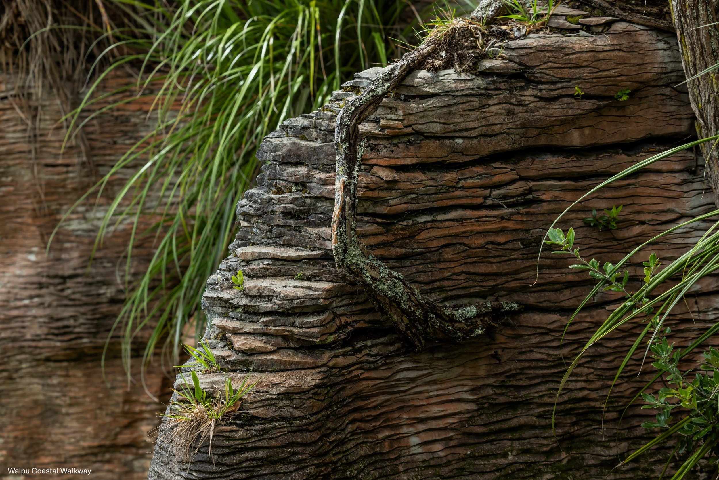 Waipu Coastal Walkway,-5033.jpg