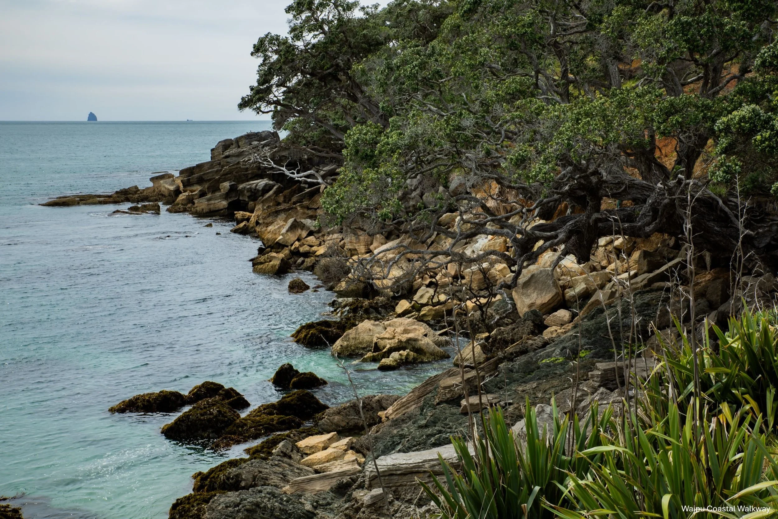 Waipu Cove Walkway,-5598.jpg