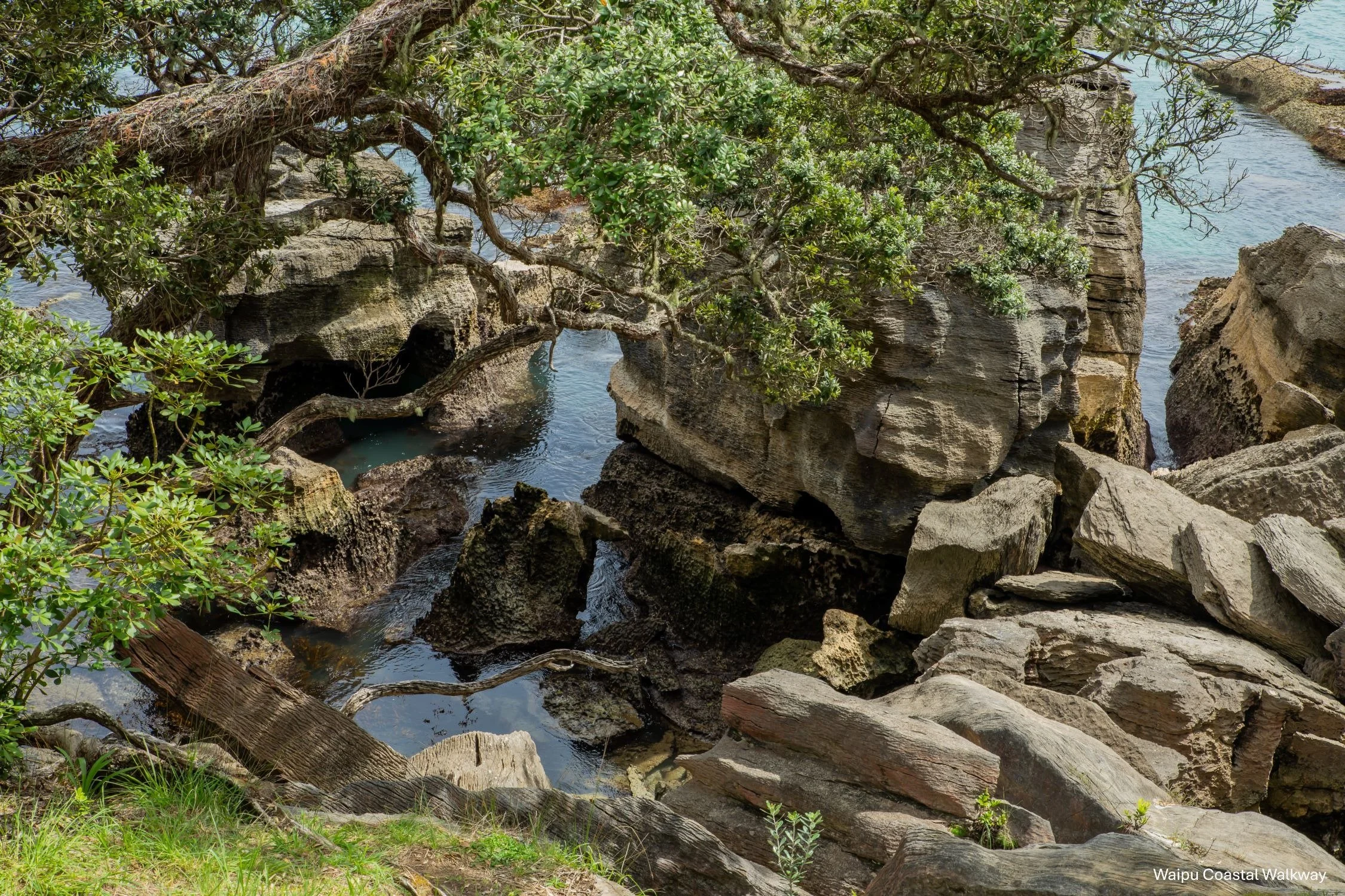 Waipu Cove Walkway,-5612.jpg