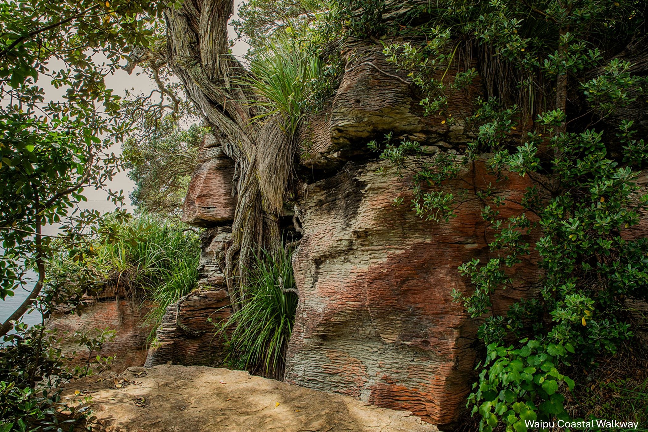 Waipu Cove Walkway,-5616.jpg