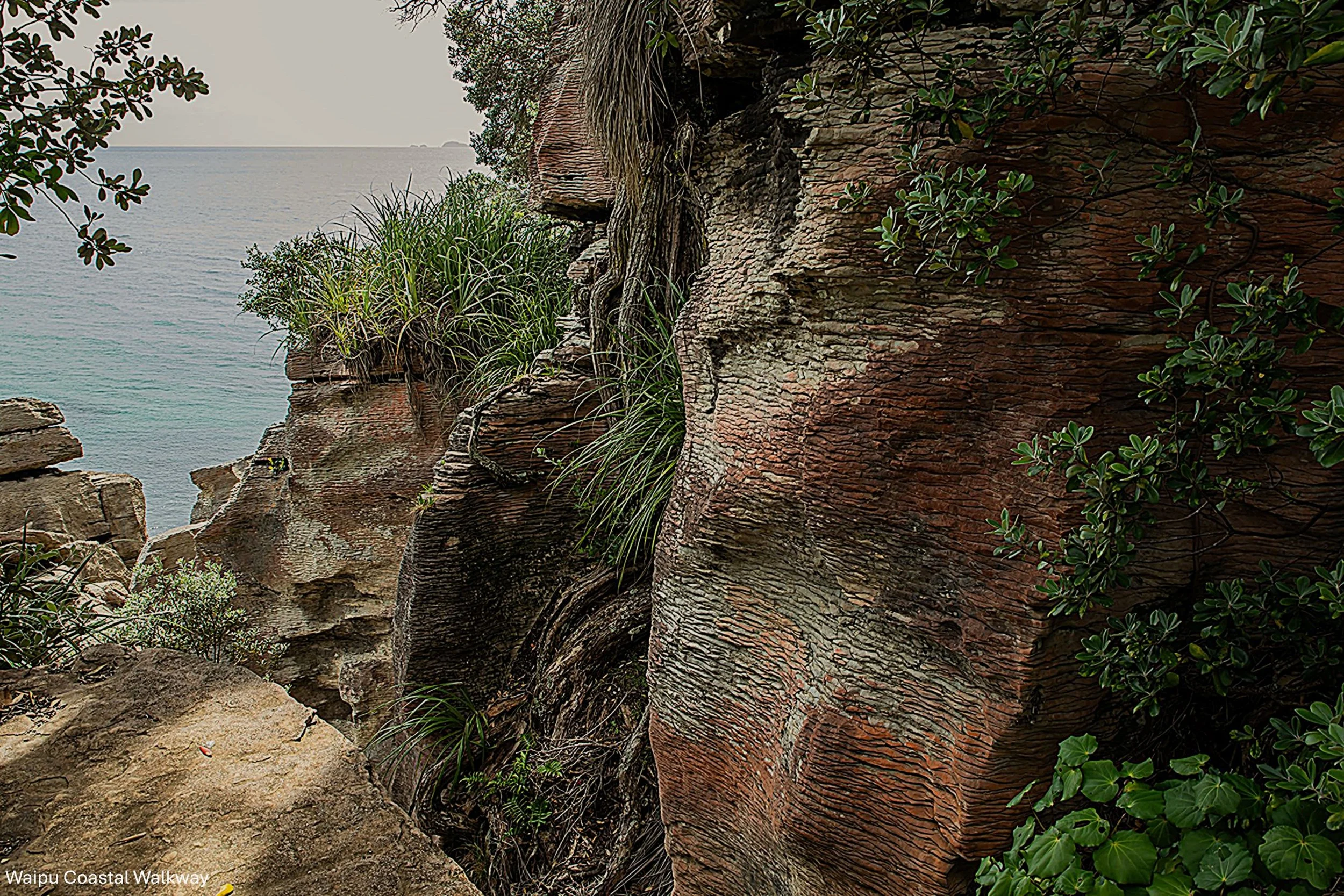 Waipu Cove Walkway,-5617.jpg