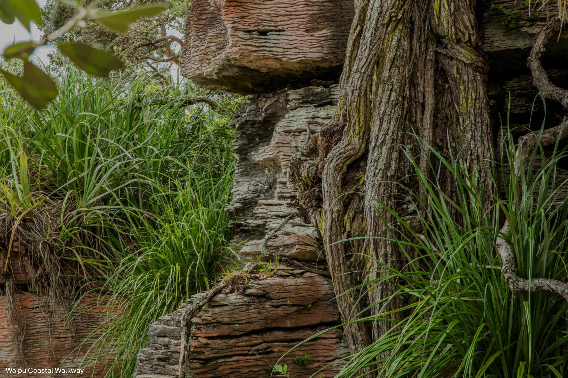 Waipu Cove Walkway,-5620.jpg