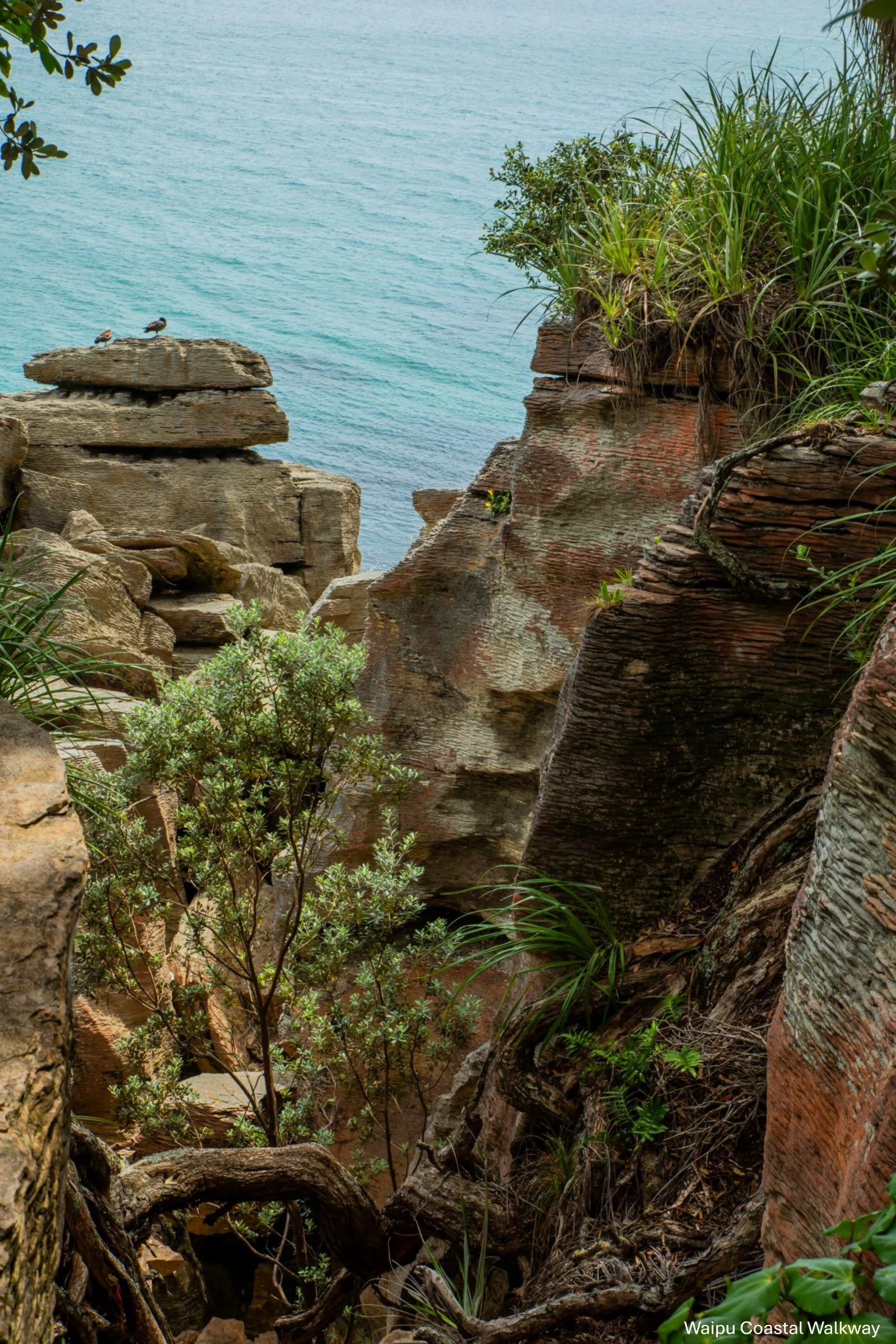 Waipu Cove Walkway,-5622.jpg