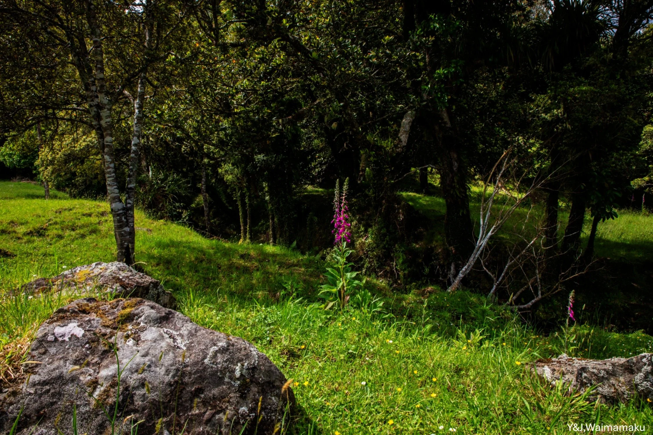 Y&J, Waimamaku,-6004.jpg