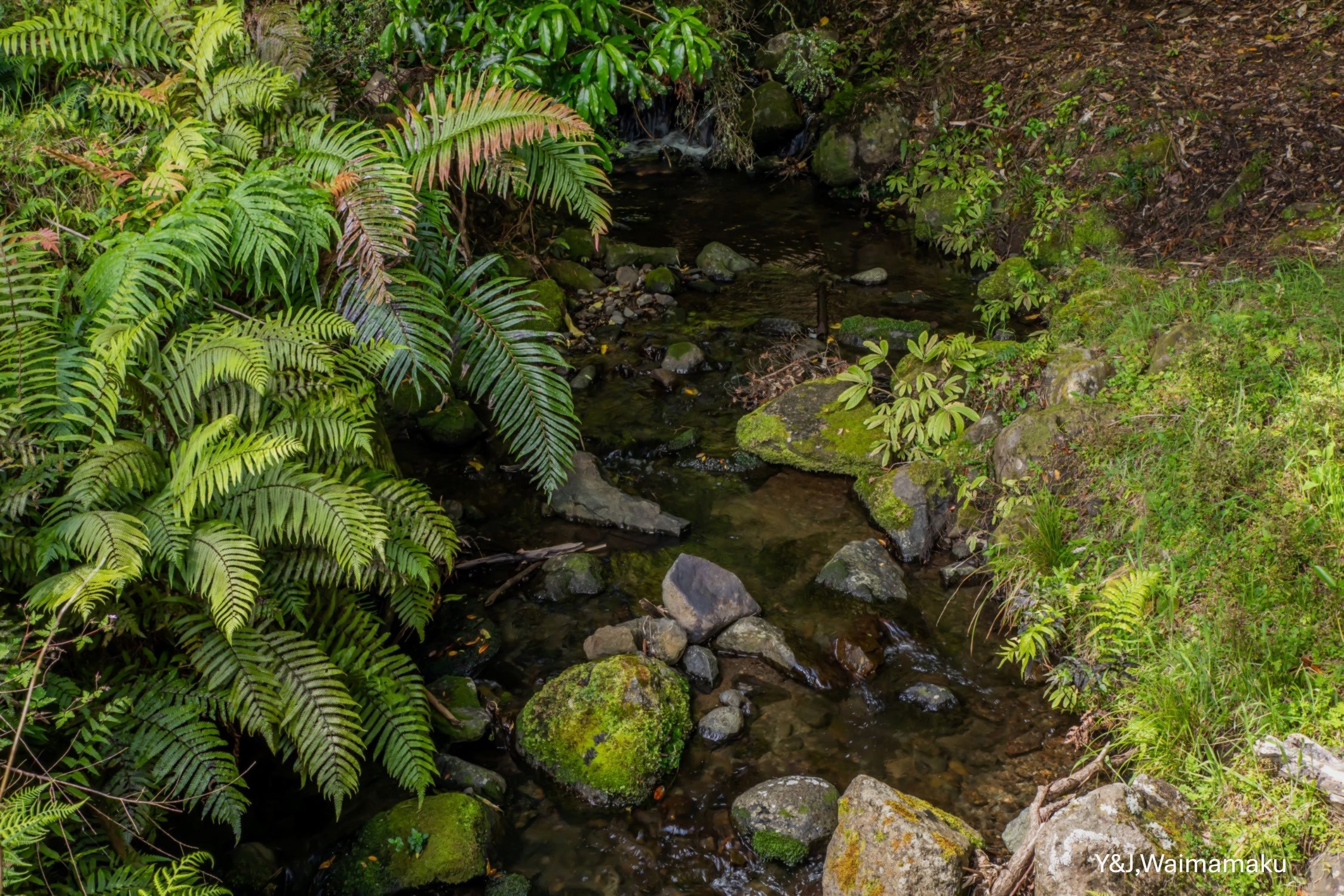 Y&J, Waimamaku,-6025.jpg