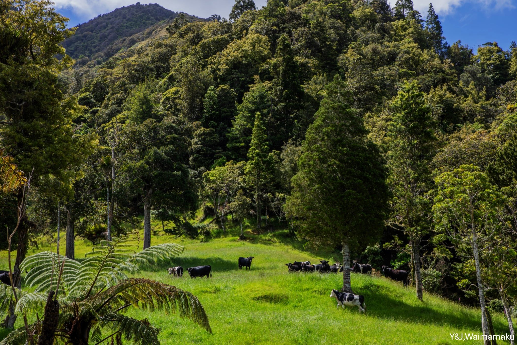 Y&J, Waimamaku,-6030.jpg