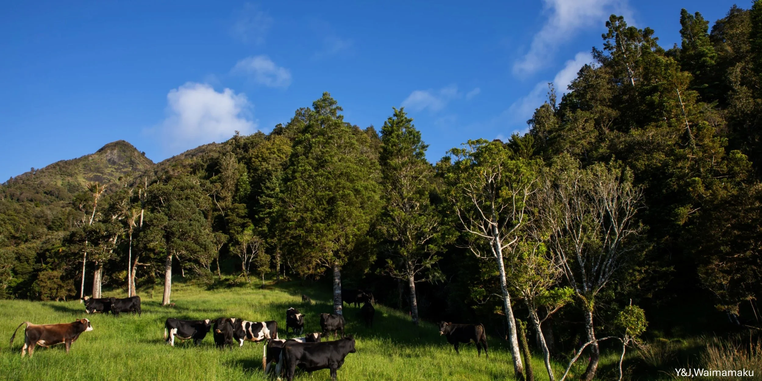 Y&J, Waimamaku,-6050.jpg