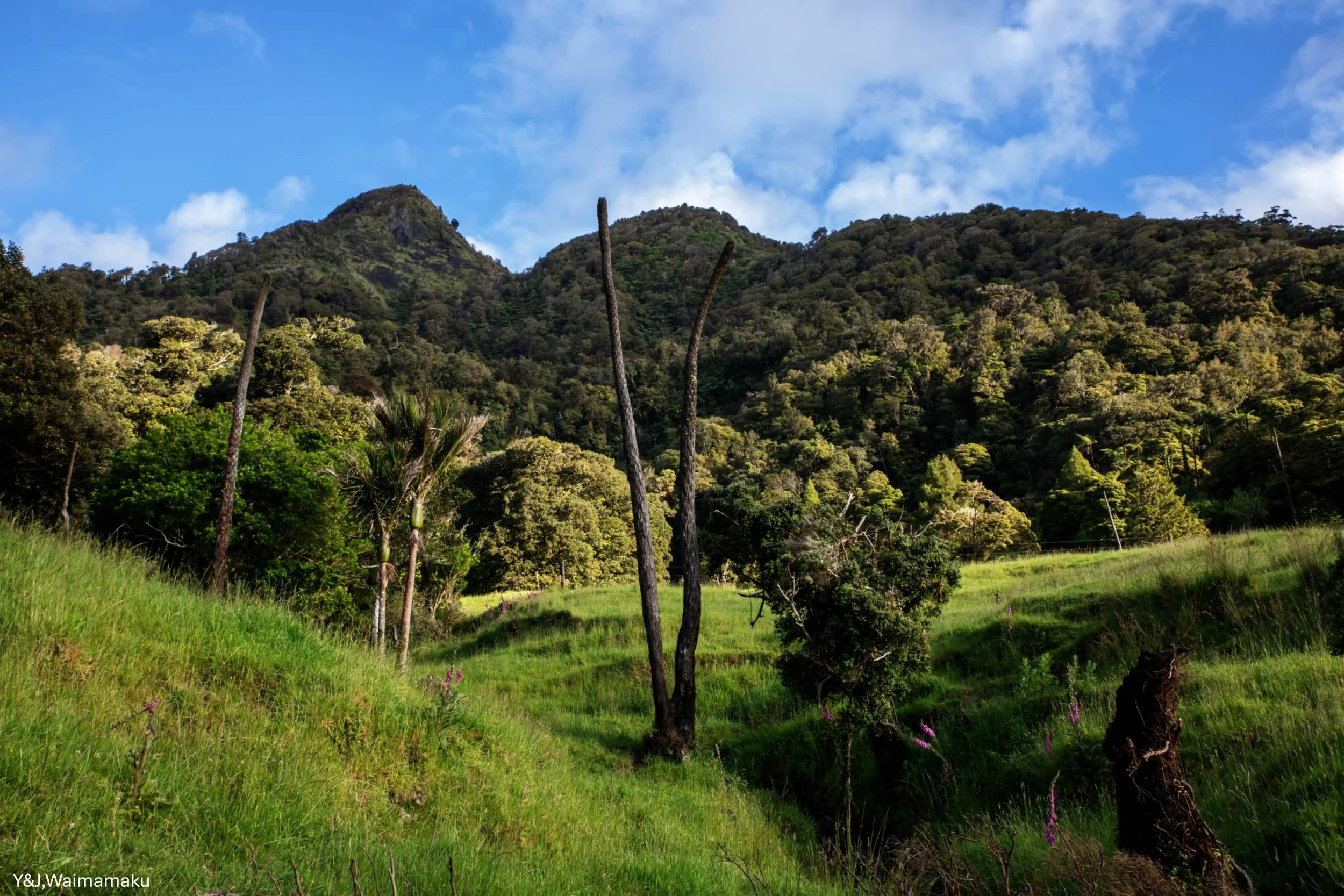 Y&J, Waimamaku,-6066.jpg
