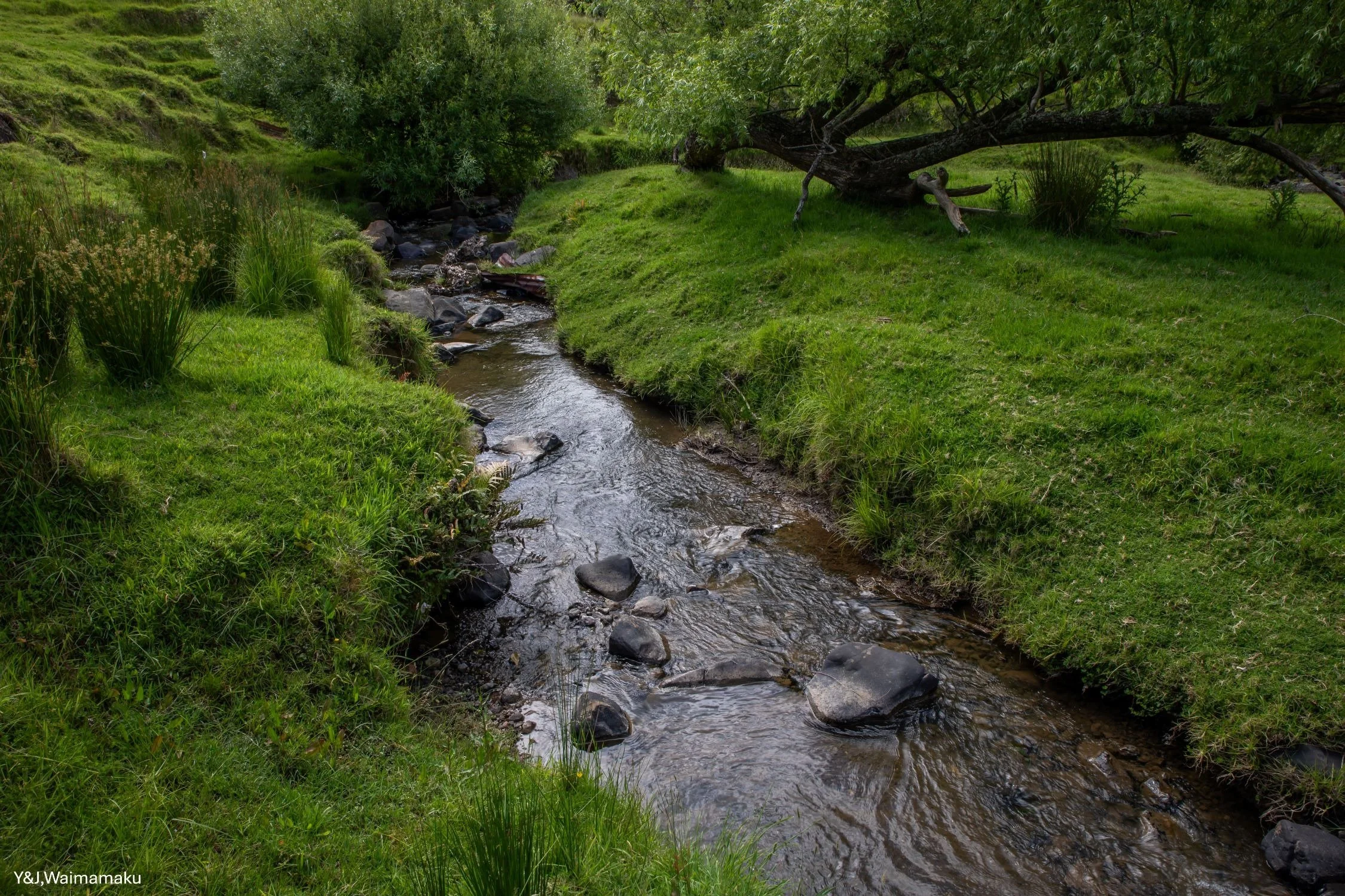 Y&J, Waimamaku,-6124.jpg