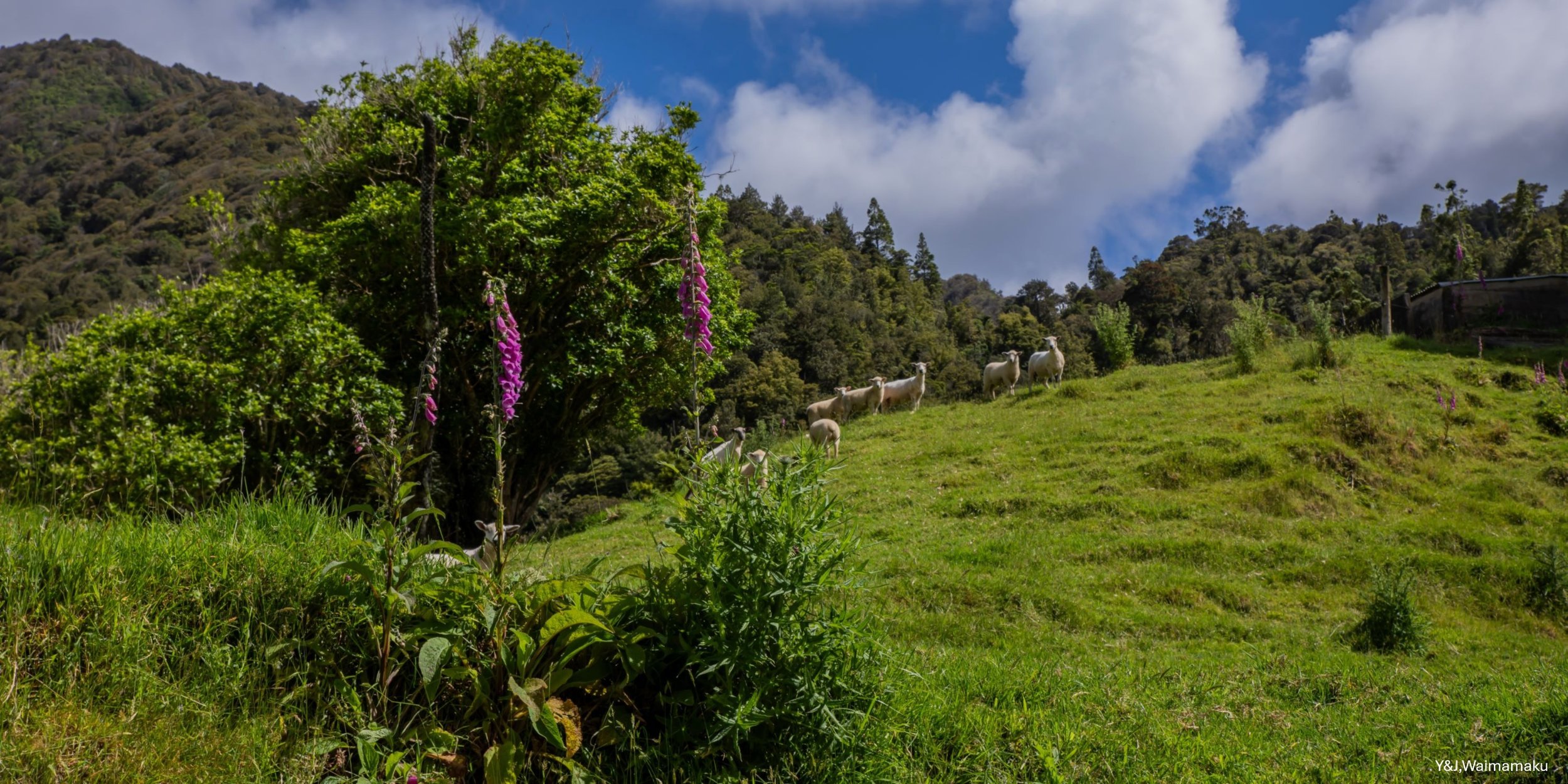 Y&J, Waimamaku,-6126.jpg