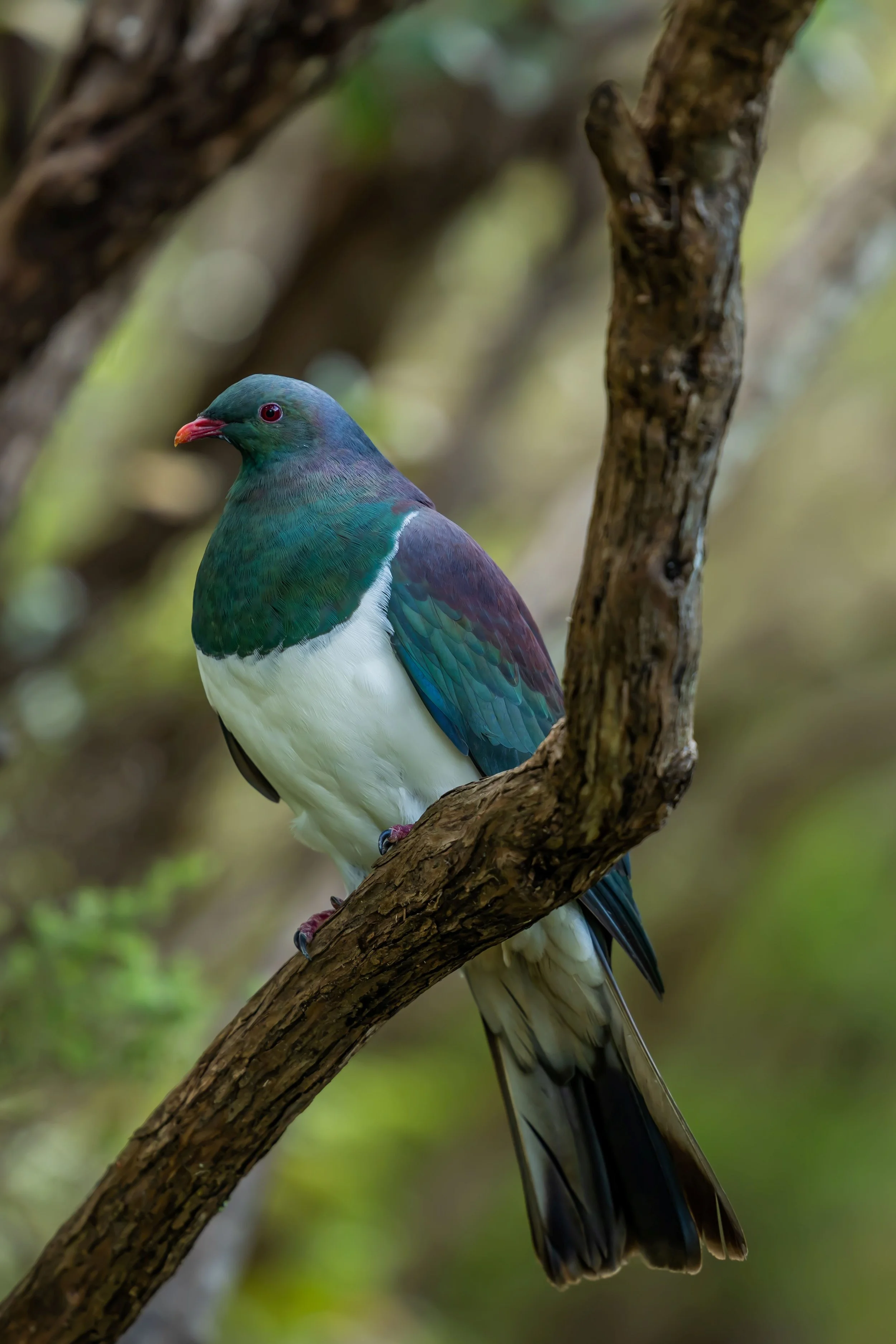 Kereru,-5088.jpg