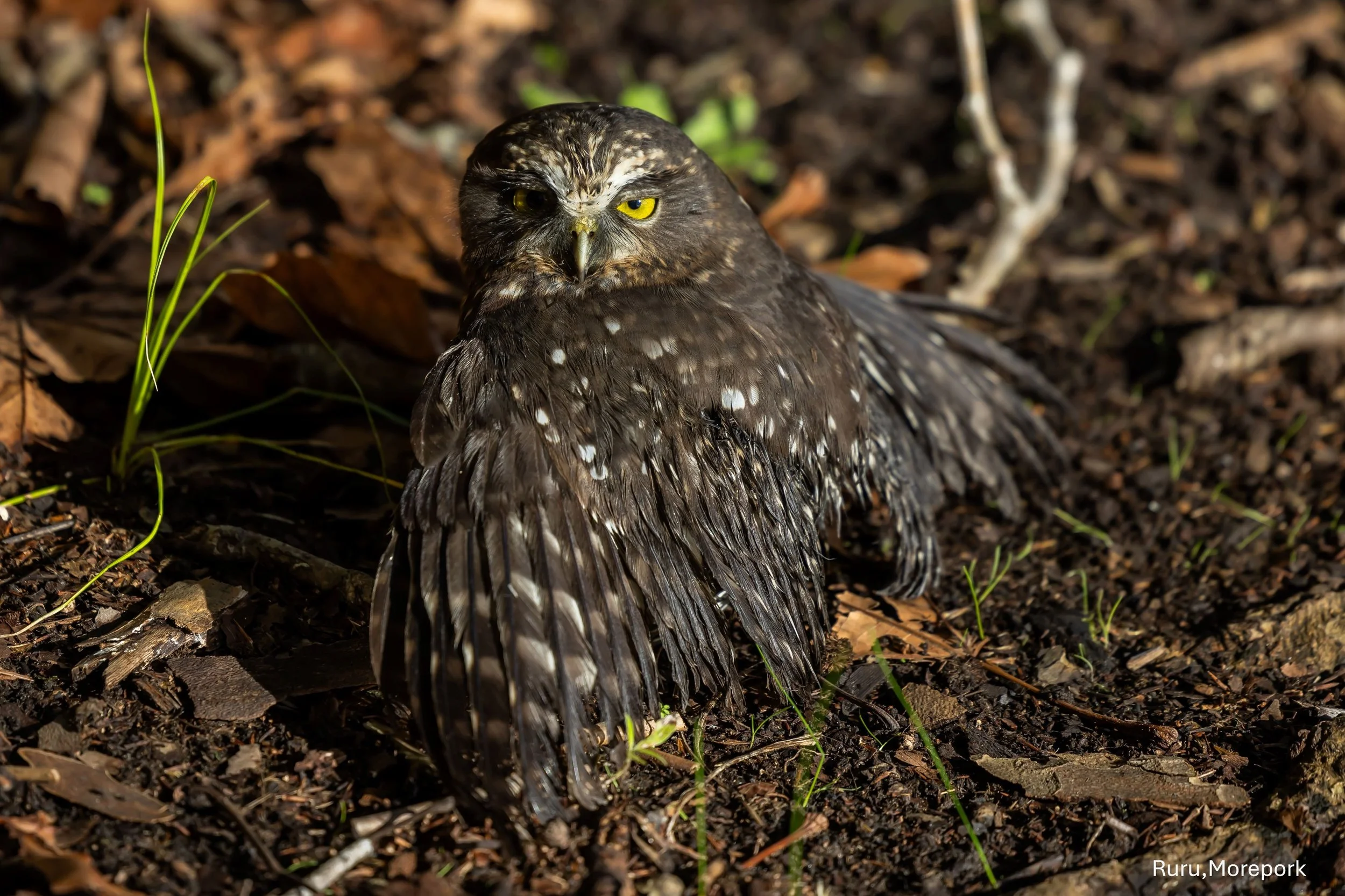 Ruru, Morepork,-5699.jpg