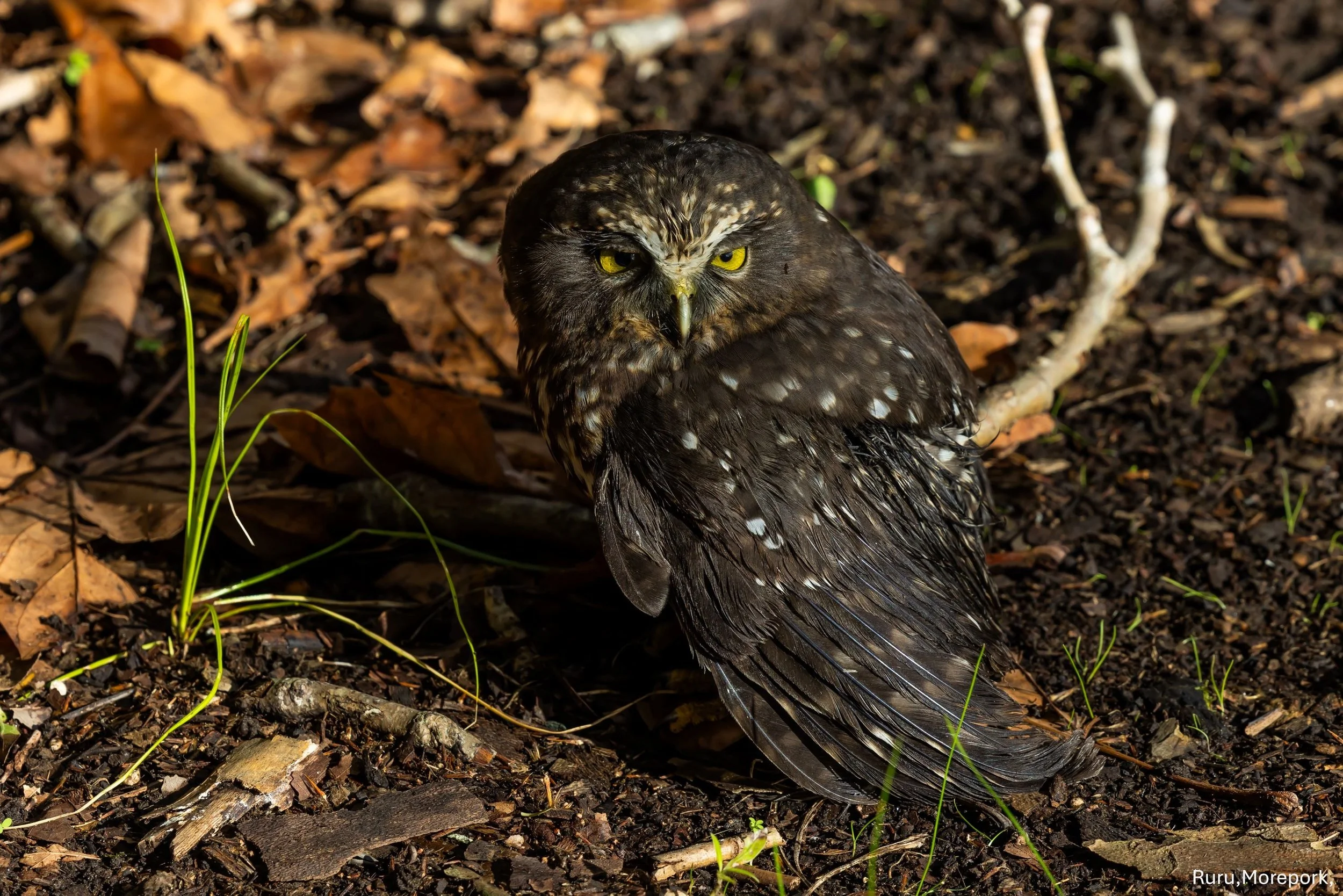 Ruru, Morepork,-5702.jpg