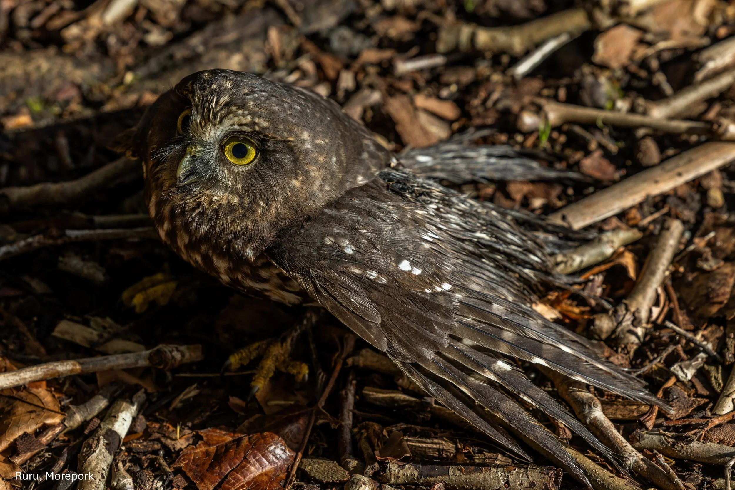 Ruru, Morepork,-5704.jpg