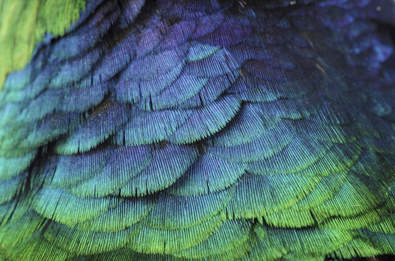 Feathers.jpg
