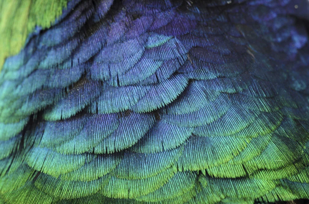 Feathers_03.jpg
