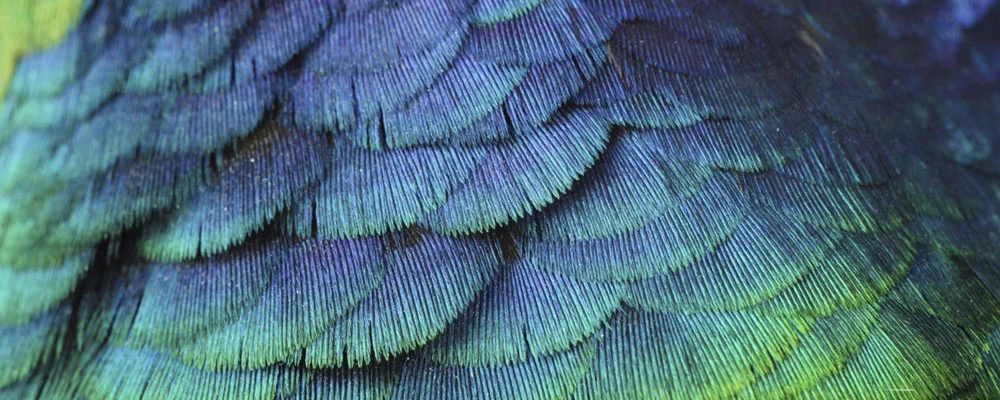 Feathers_04.jpg