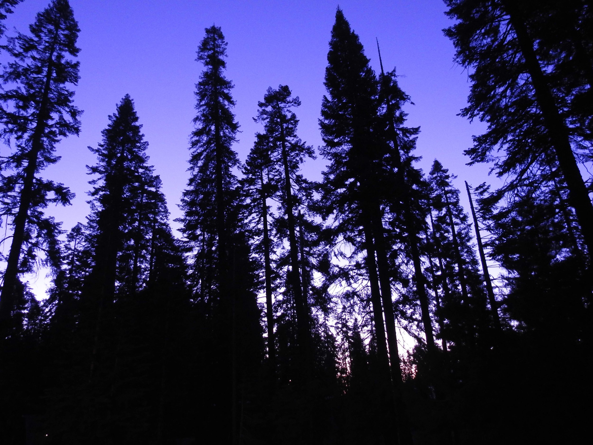 twilight trees.jpeg