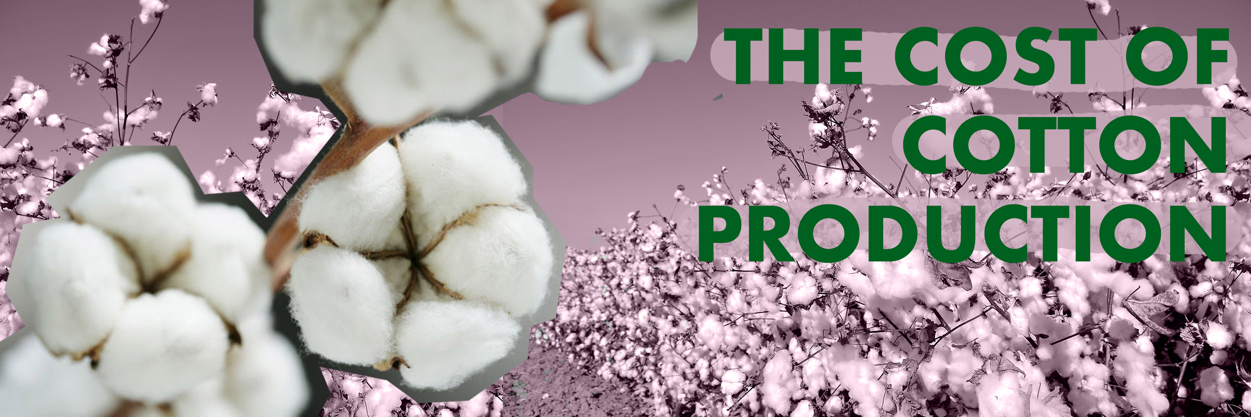 cotton.png