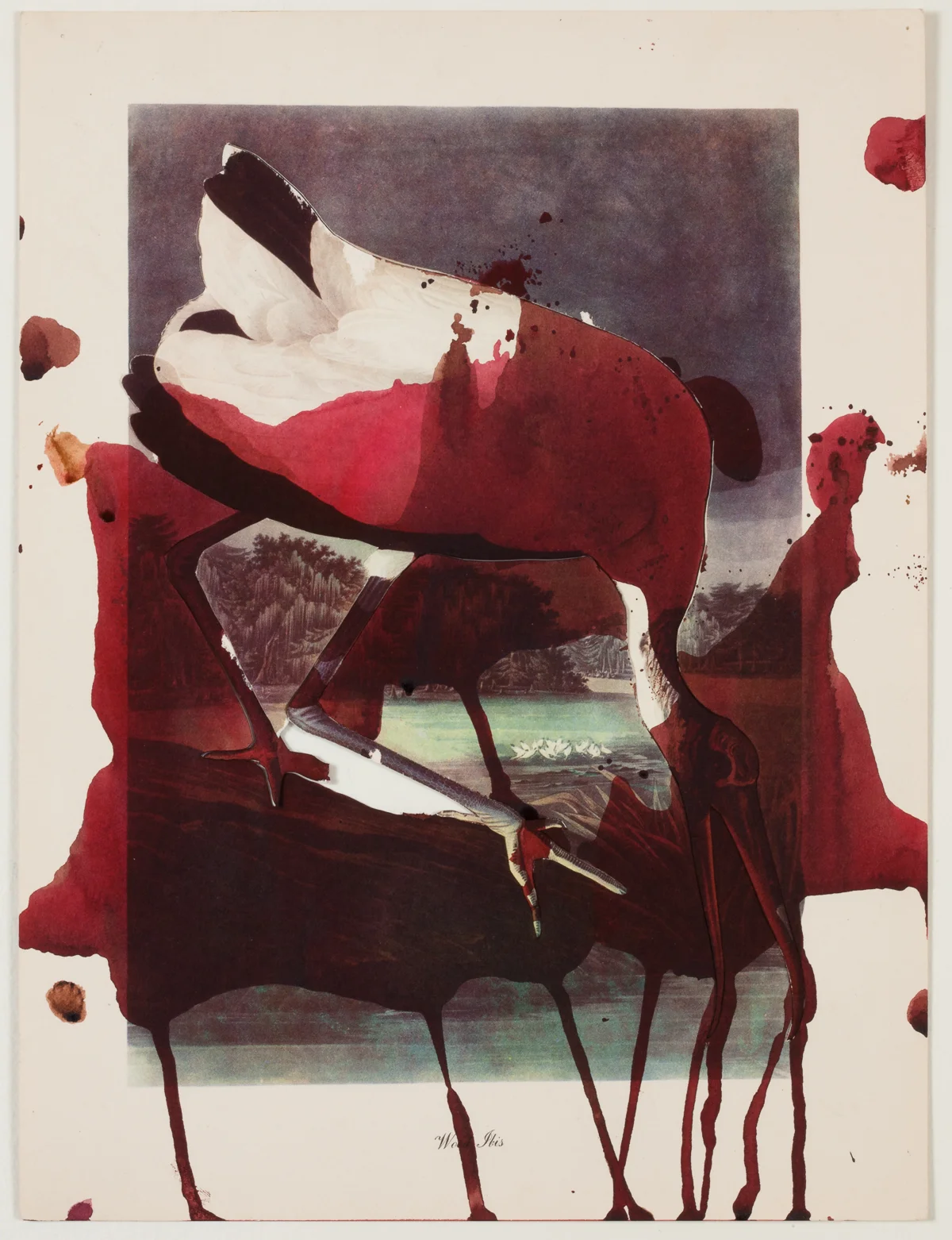 Ibis 2008, mixed media, 12 x 9 inches
