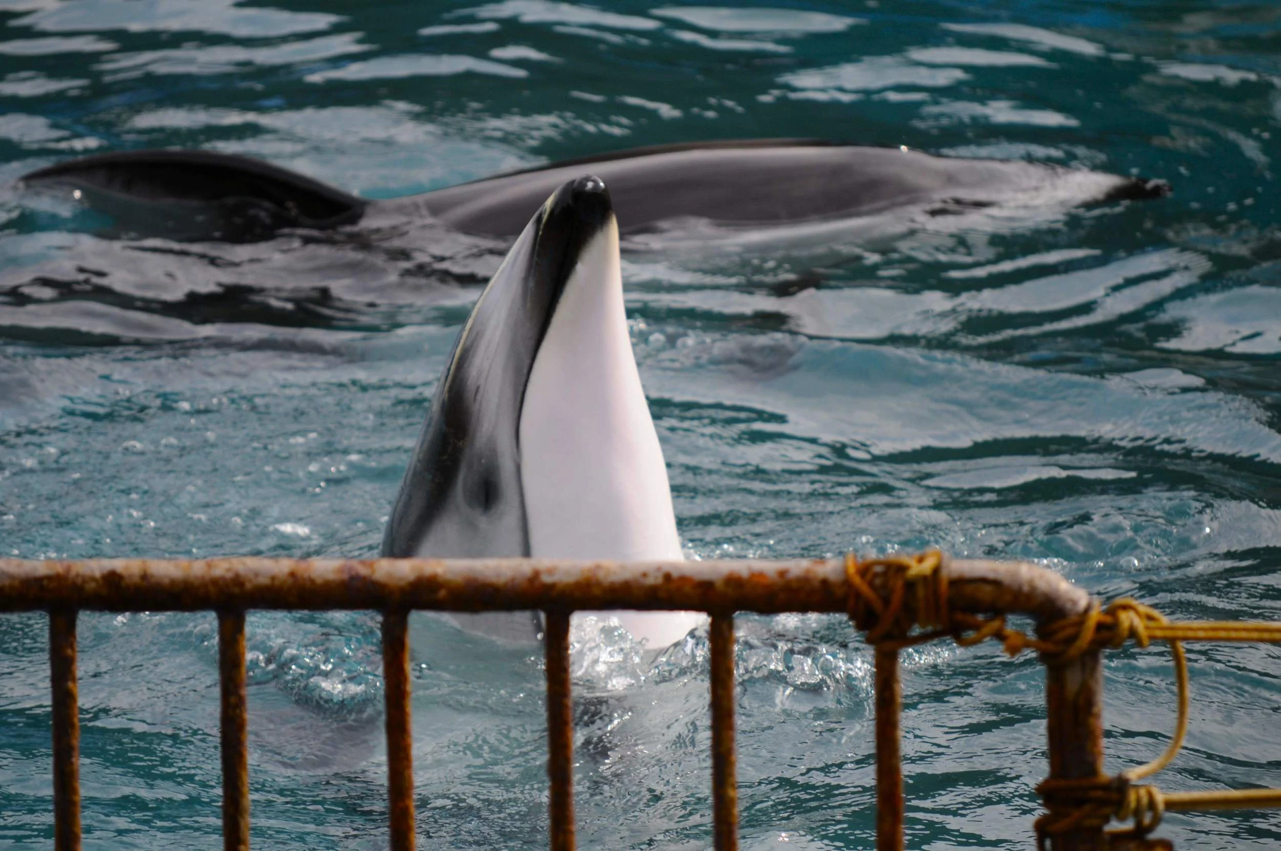 Pacific white-sided dolphin in captivity - Taiji, Japan