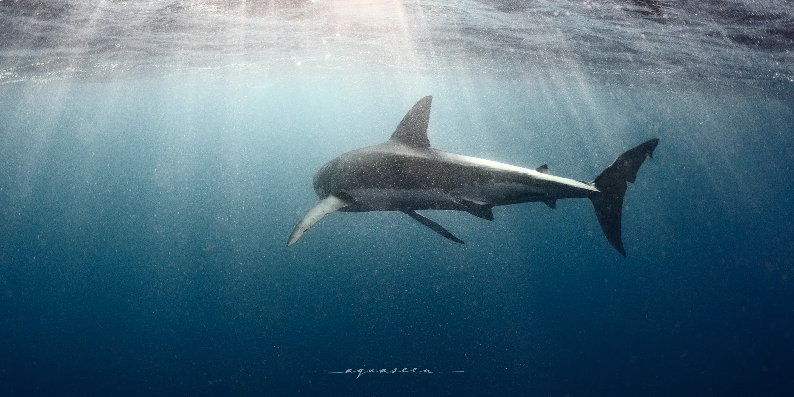 ©Matt Shepherd 7.jpg