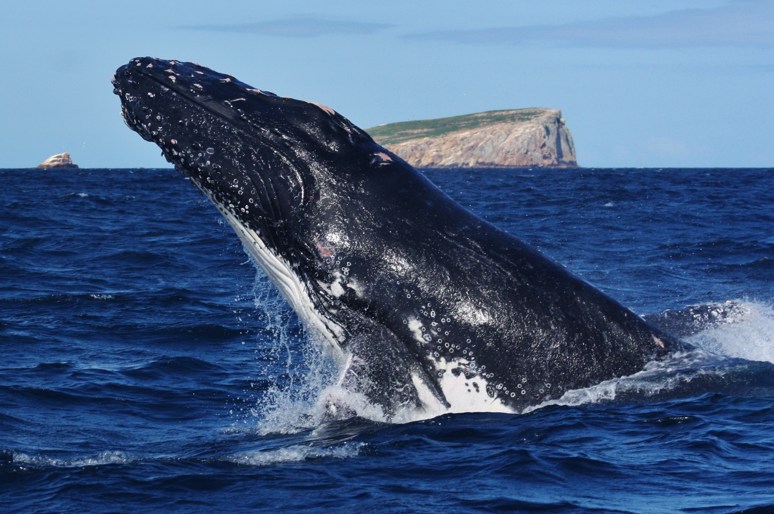 Humpback whale lunge