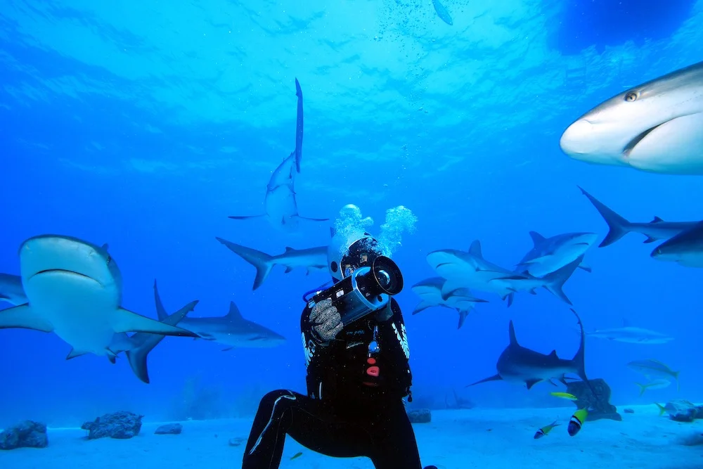Shark2.jpg