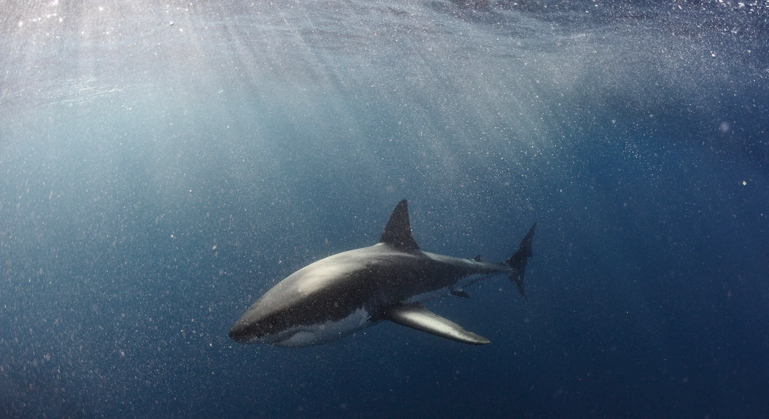 Shark Awareness