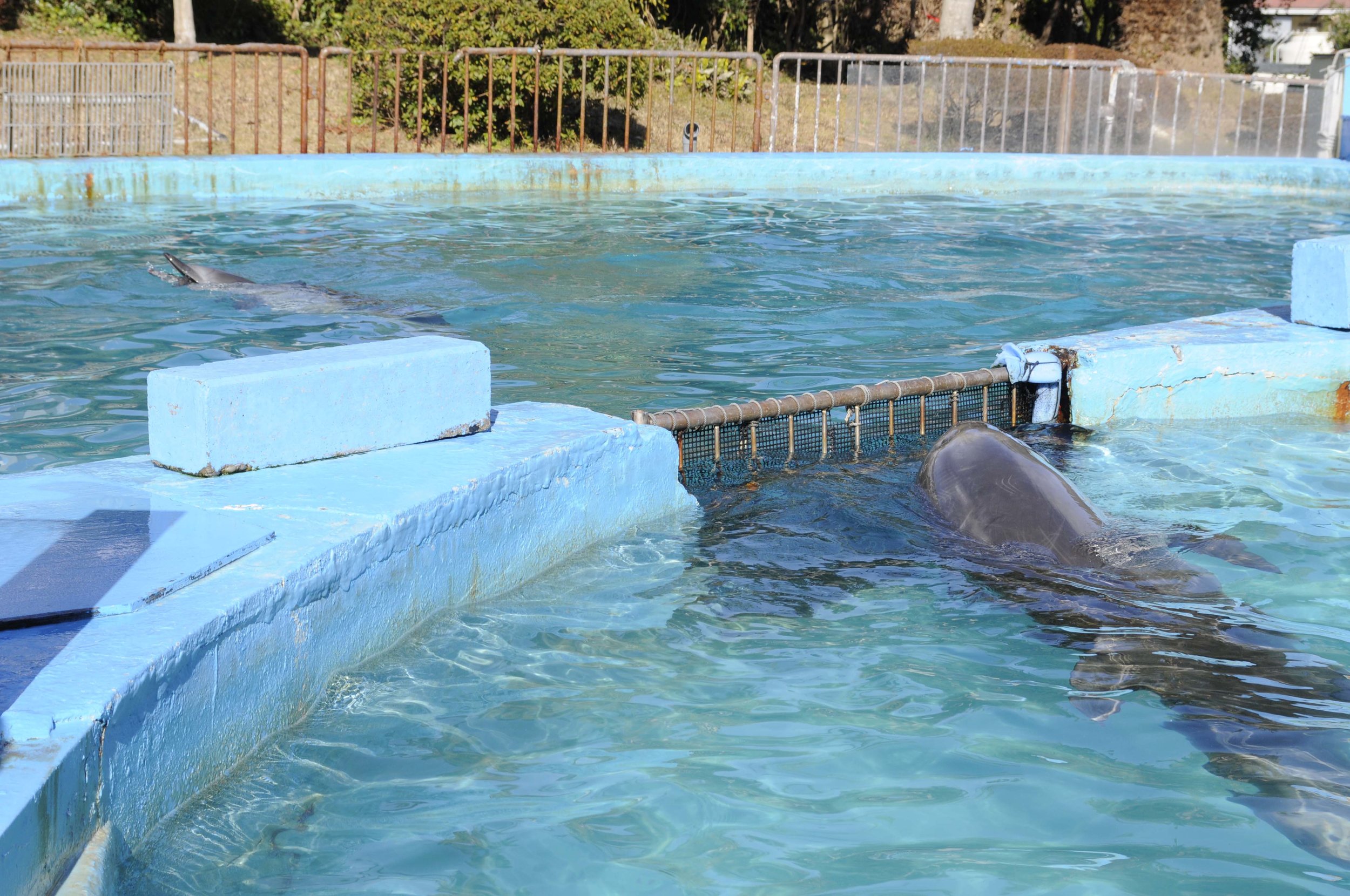 Taiji dolphins
