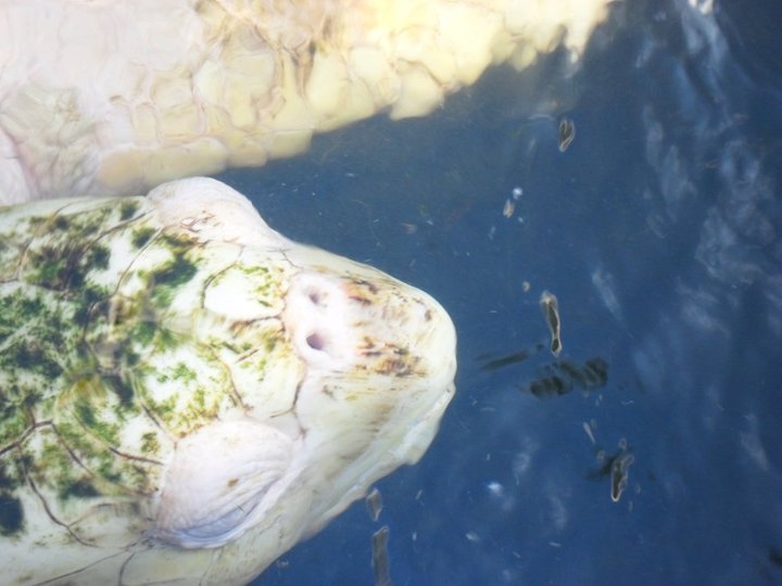 Albino turtle.jpeg