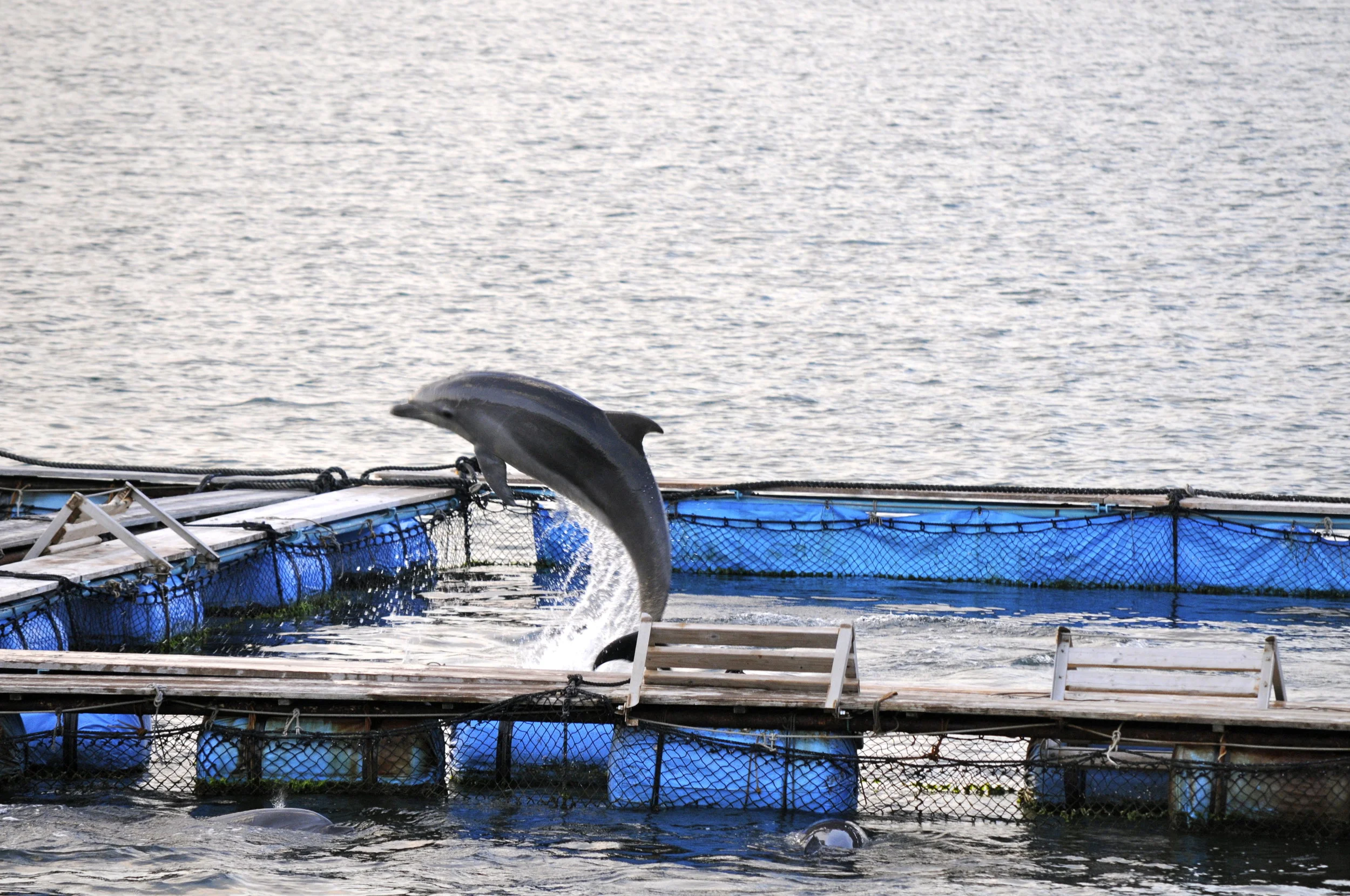 Dolphin Captivity Japan