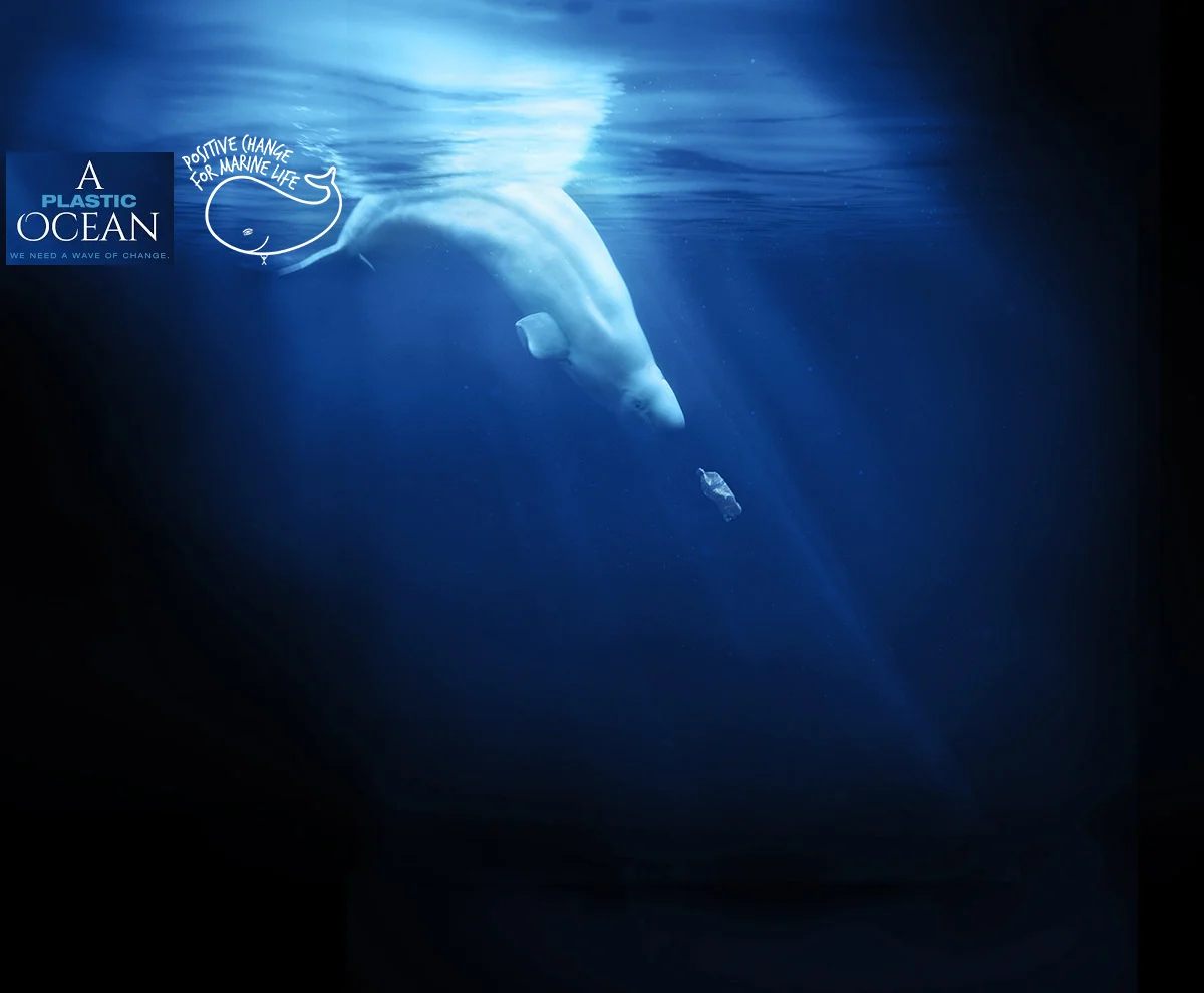 World Ocean's Day 2017 - A Plastic Ocean Screening, local music, guest speakers + more!