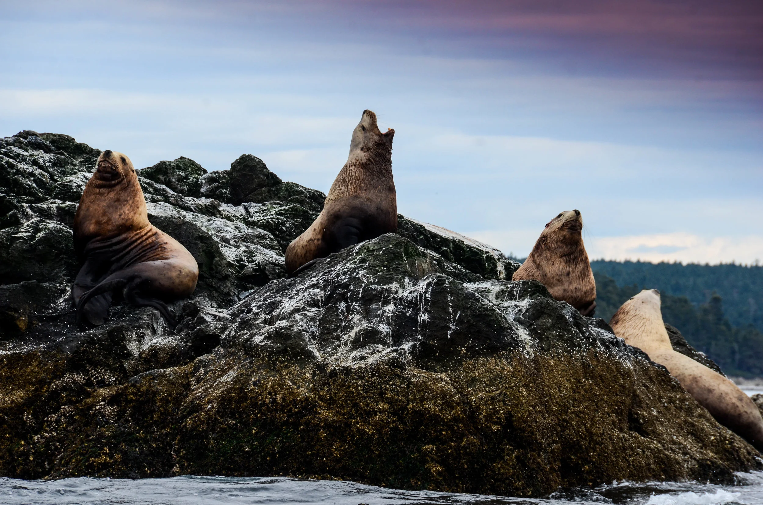 Become an Annual Member to save the ocean