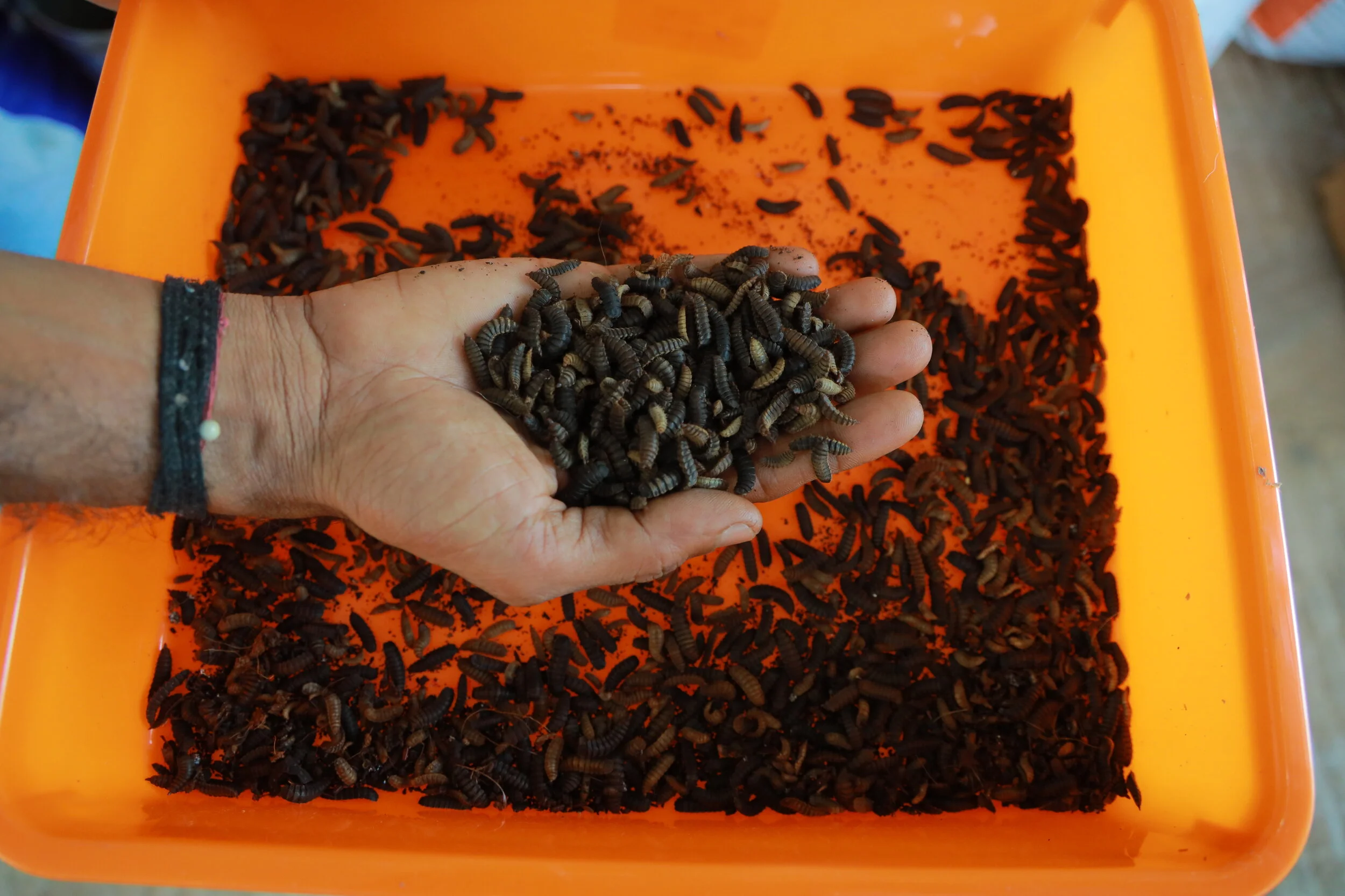 The incredible Black Soldier Fly Larvae are at the heart of our Composting and Aquaponic systems and can break down organic waste (including animal products) in less than two weeks!