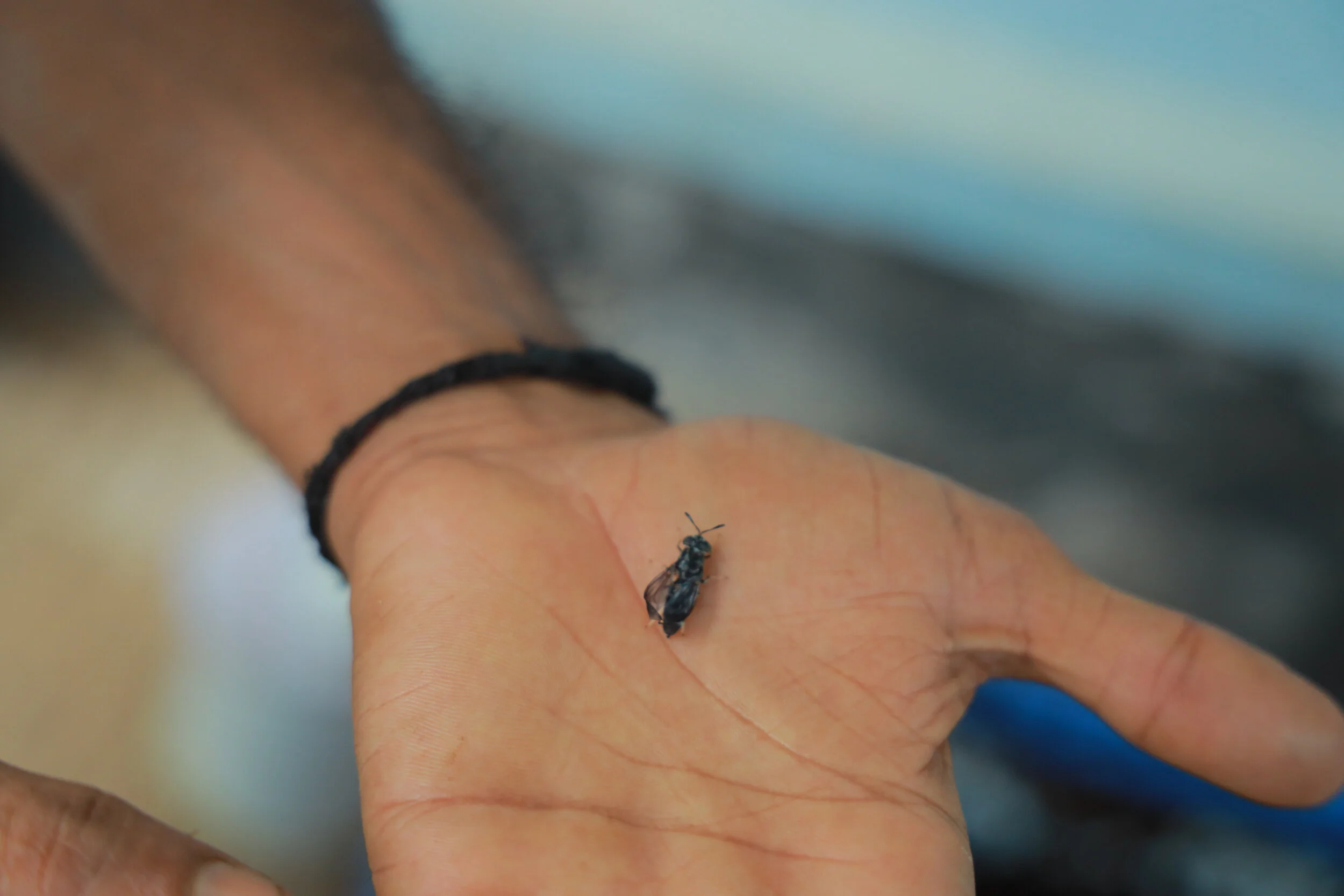 a new generation of flies who are at the heart of our project and have the potential to help save our estuaries and oceans in coastal communities around the world!