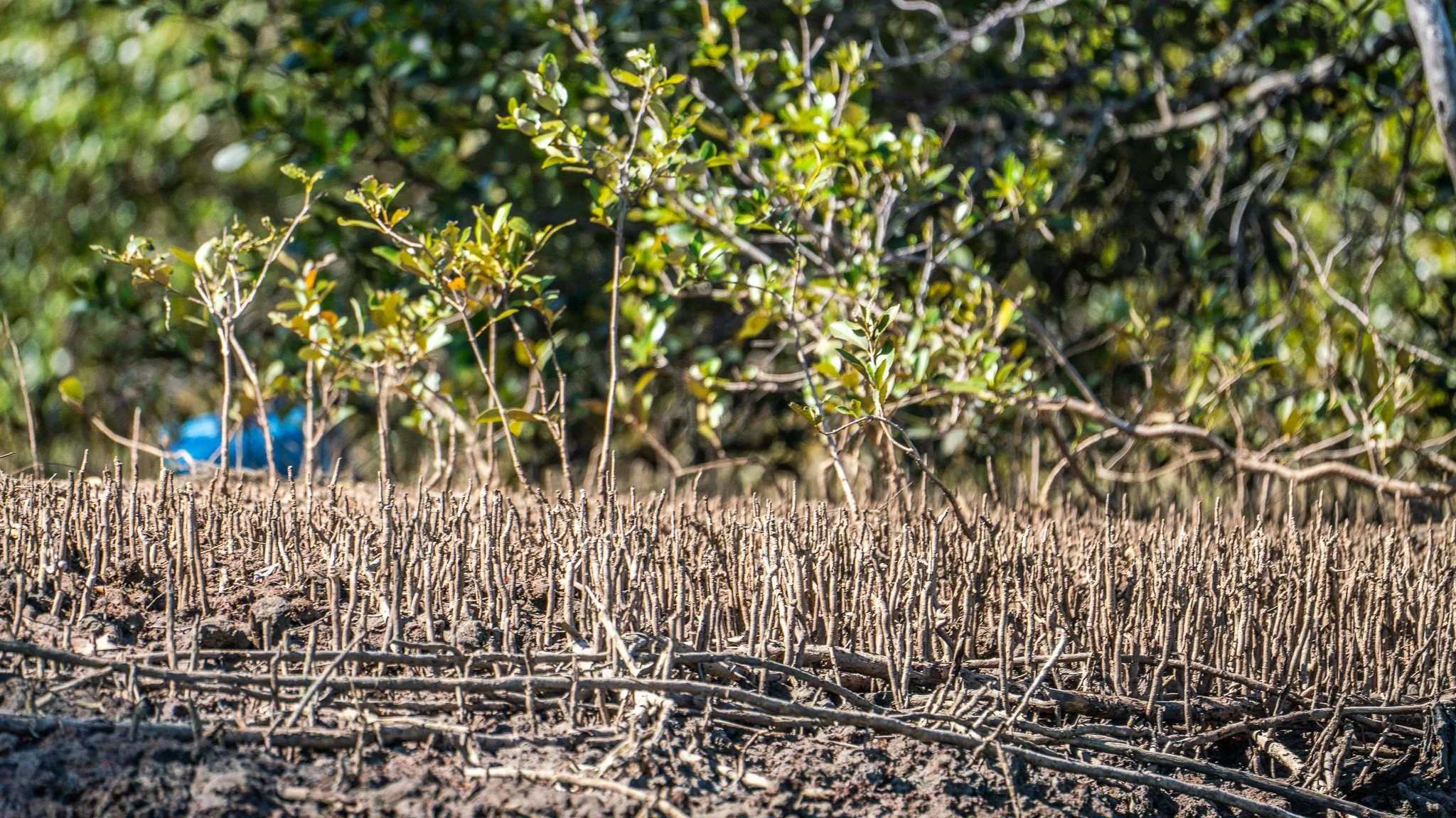MangroveWatch Monitoring Program on the Brunswick River