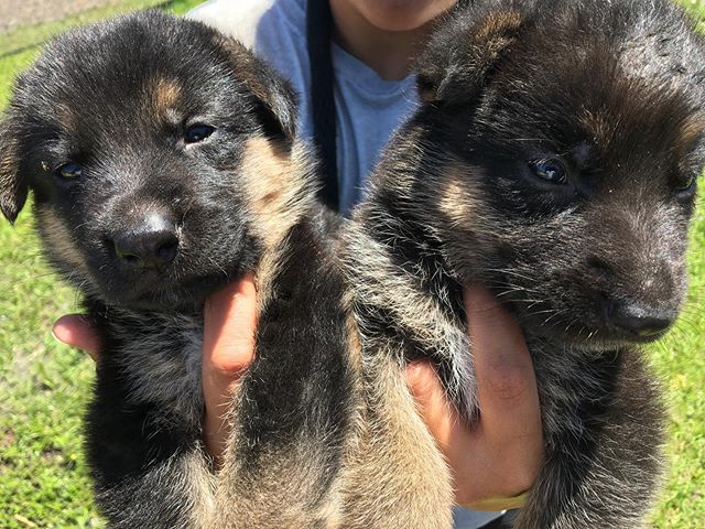 Beautiful pups like these are still available for purchasing! Healthy, up-to-date with their shots, strong bloodline, professionally bred and ready to find forever homes! Call, DM, or e-mail us if interested! (305)904-5577 | info@vhk9.net
.
.
.
#germ