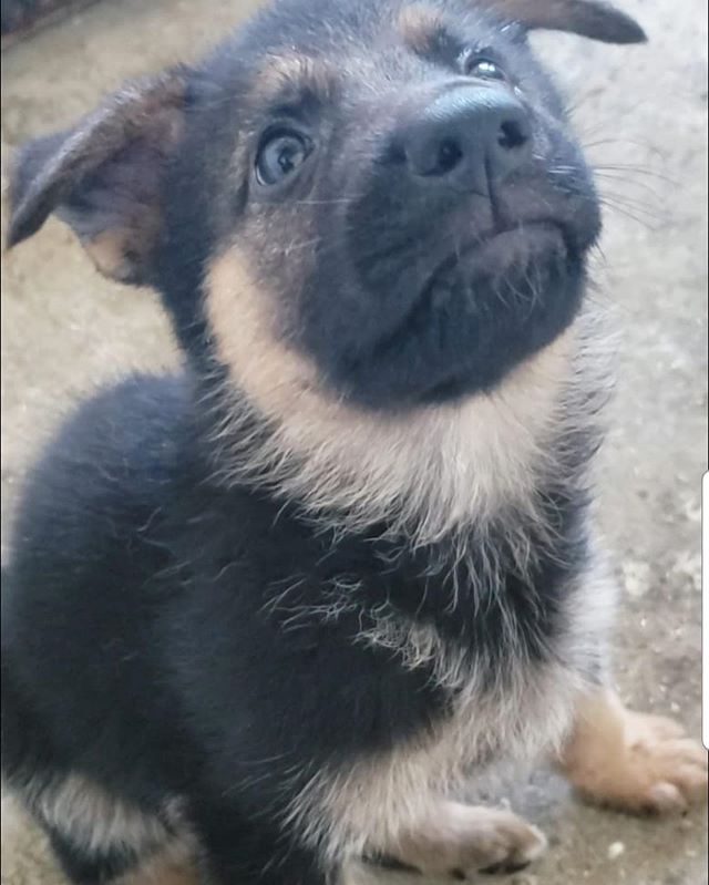Puppy dog eyes in full effect! 🐶 👀 contact us if you&rsquo;re interested in a new addition to your family. These kind-natured, sweet pups are sure to fit right in! (305)904-5577 | info@vhk9.net
.
.
.
#purebredgsd #germanshepherdpuppies #germansheph